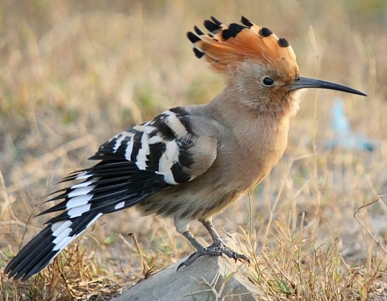Bird watching or bird video recording in Lanzarote