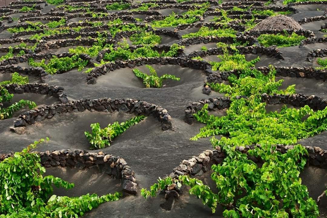 Wine-tasting activity in Lanzarote is a most