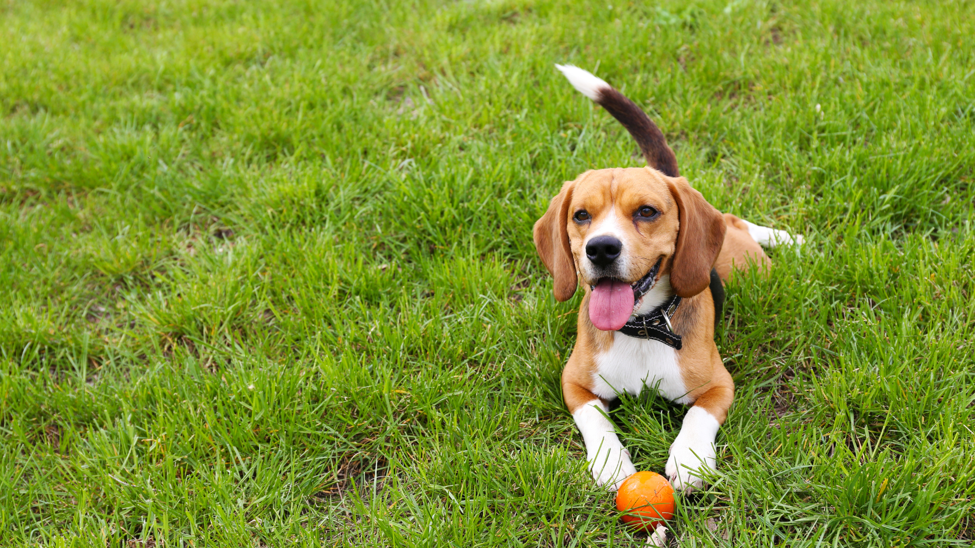 Brown and white dog lying on grass with a ball in front, tongue out