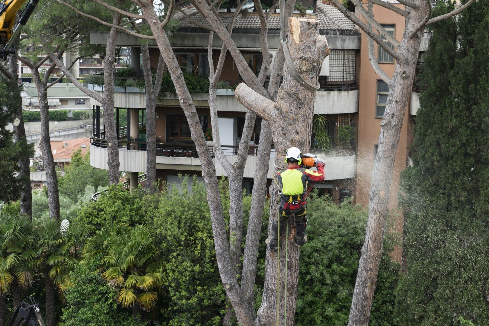 Arborist in safety gear cutting a tree with a chainsaw near a multi-story building.