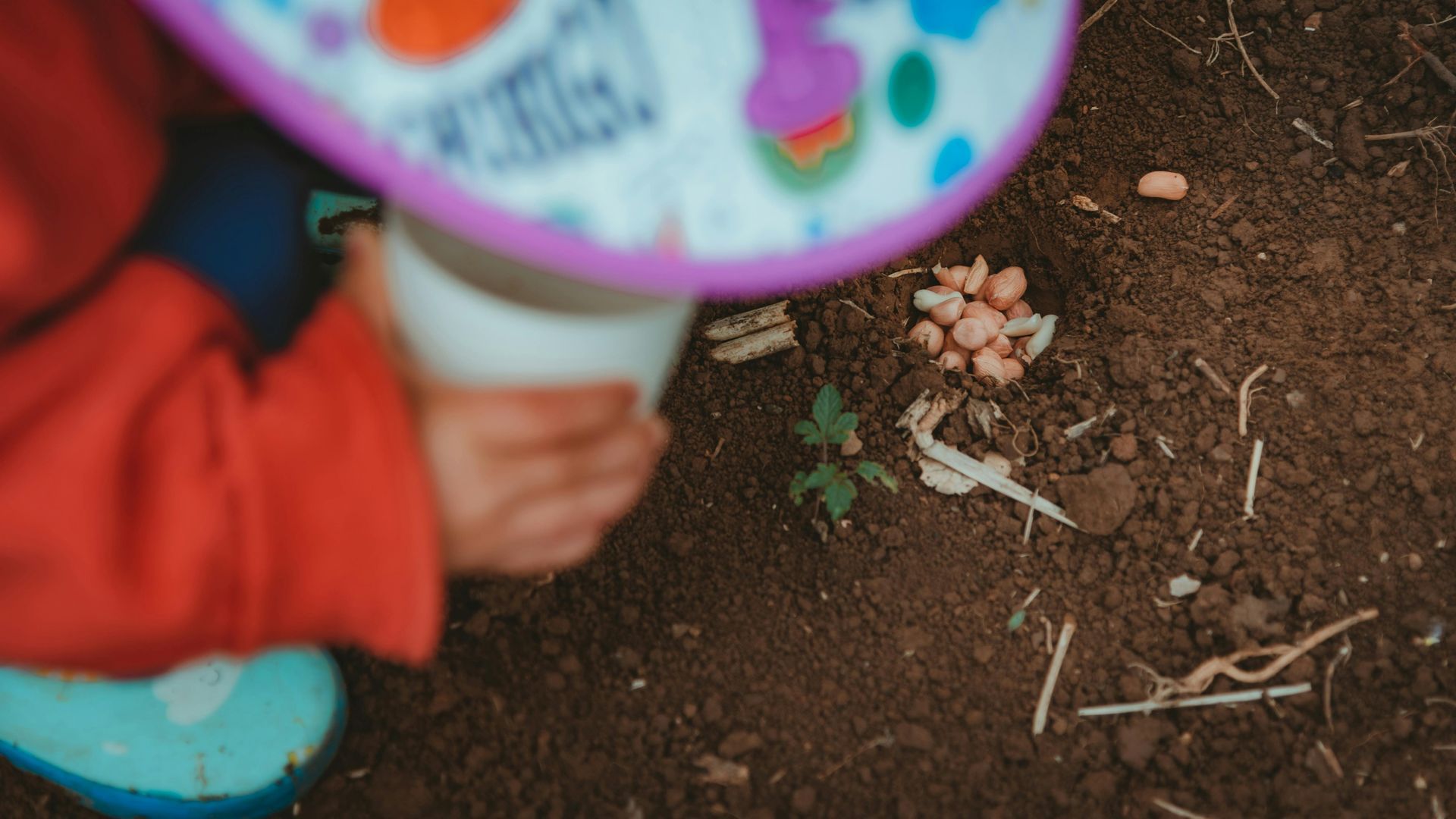 A person in a red sleeve holds a colorful toy cup while planting seeds in the dark soil next to a small green sprout.