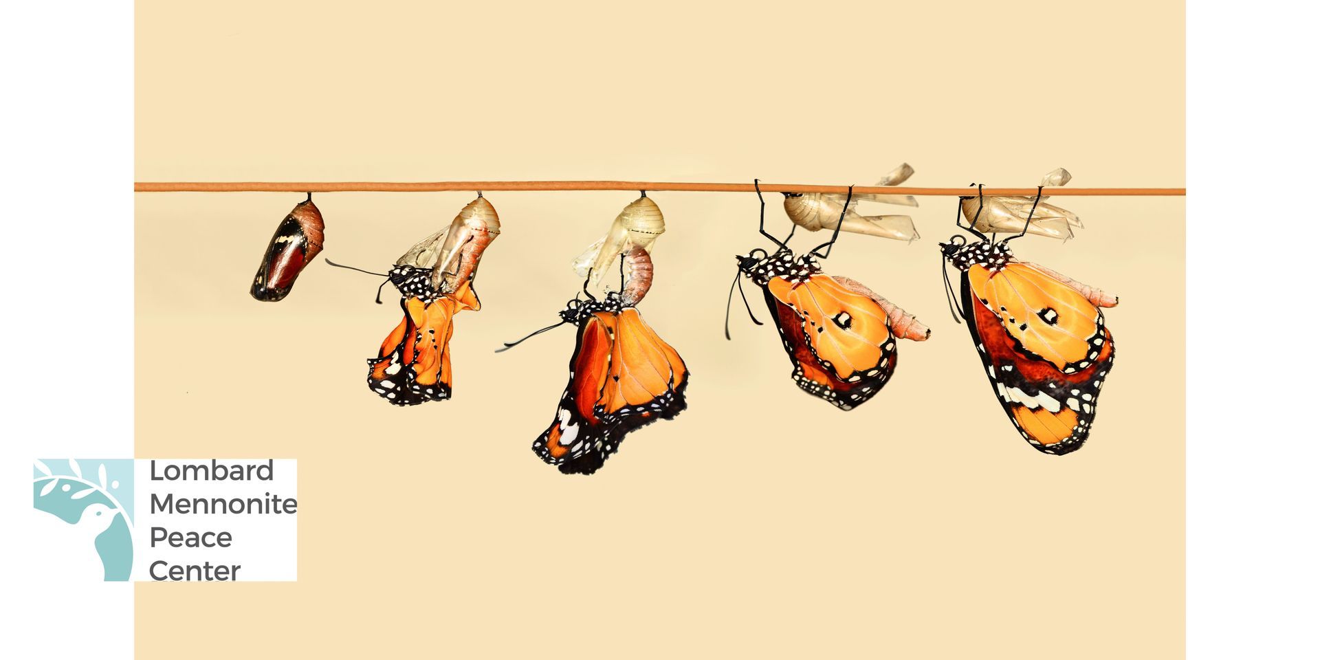 5 chrysalises hanging on a wire, with four butterflies in various states of emergence