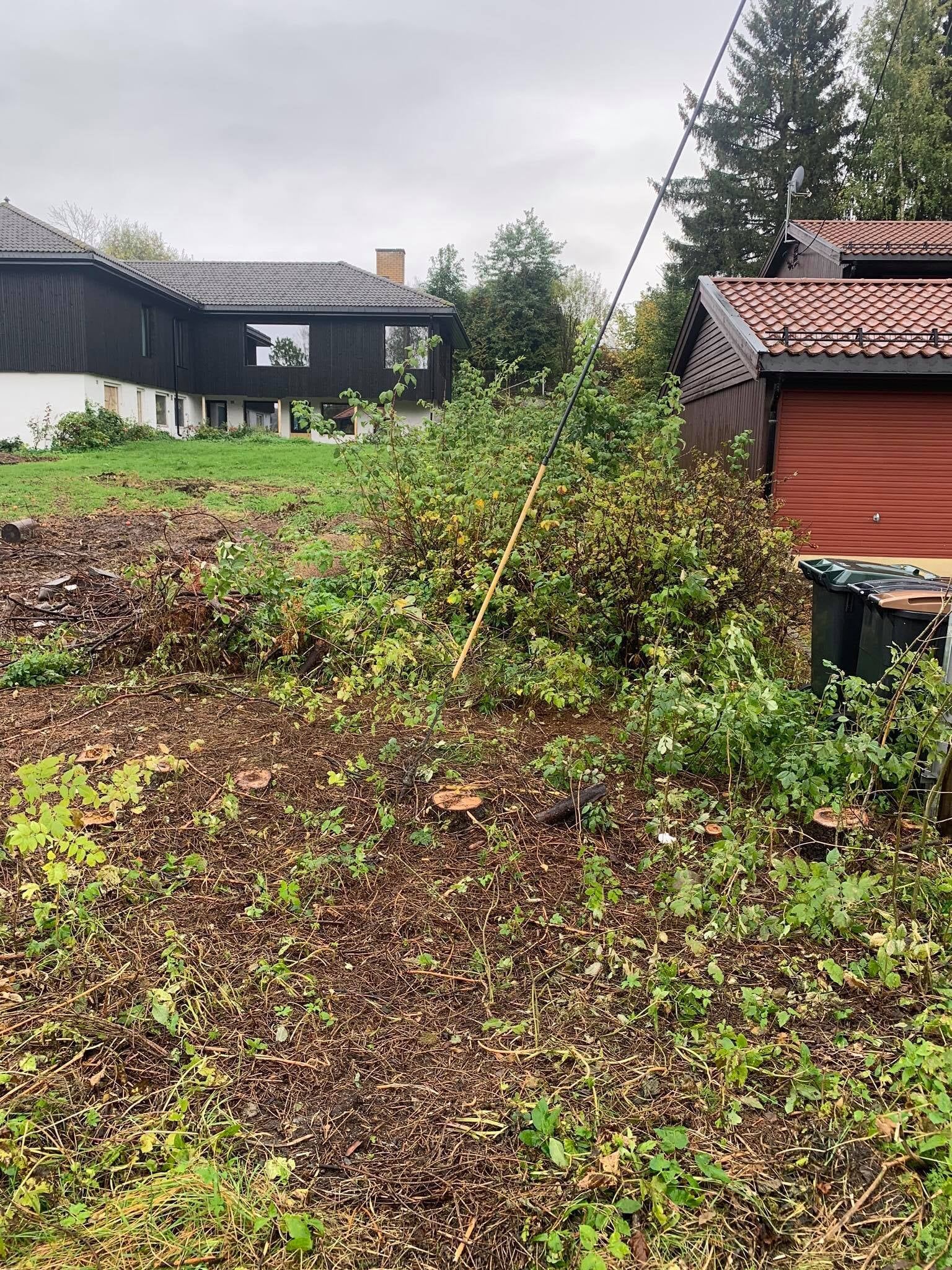 Gjengrodd bakgård med tett ugress, et lite tre og hus og skur i bakgrunnen.