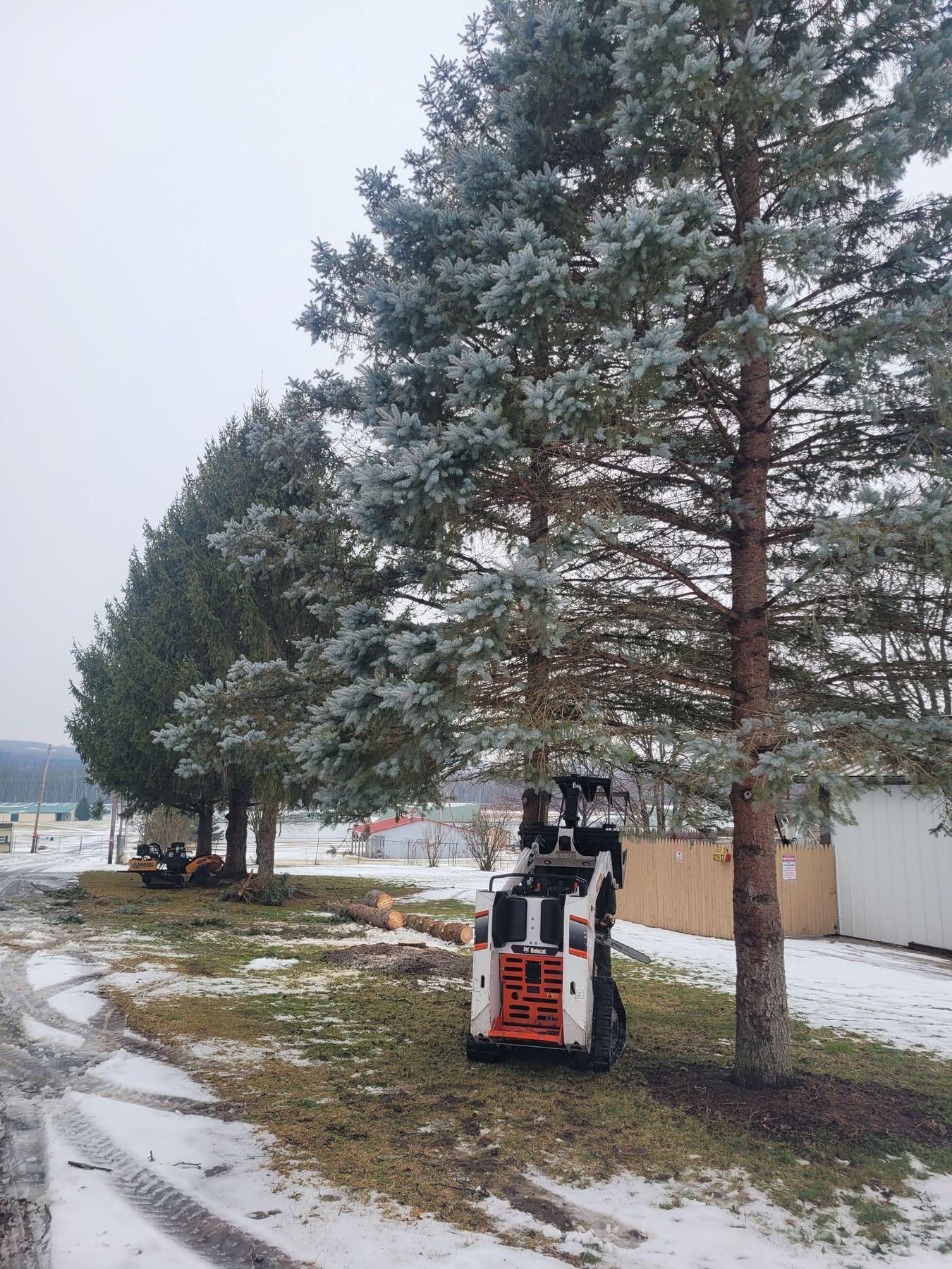 A white skid-steer with an attached tree shear positioned next to a tall pine tree in a snow-covered yard.