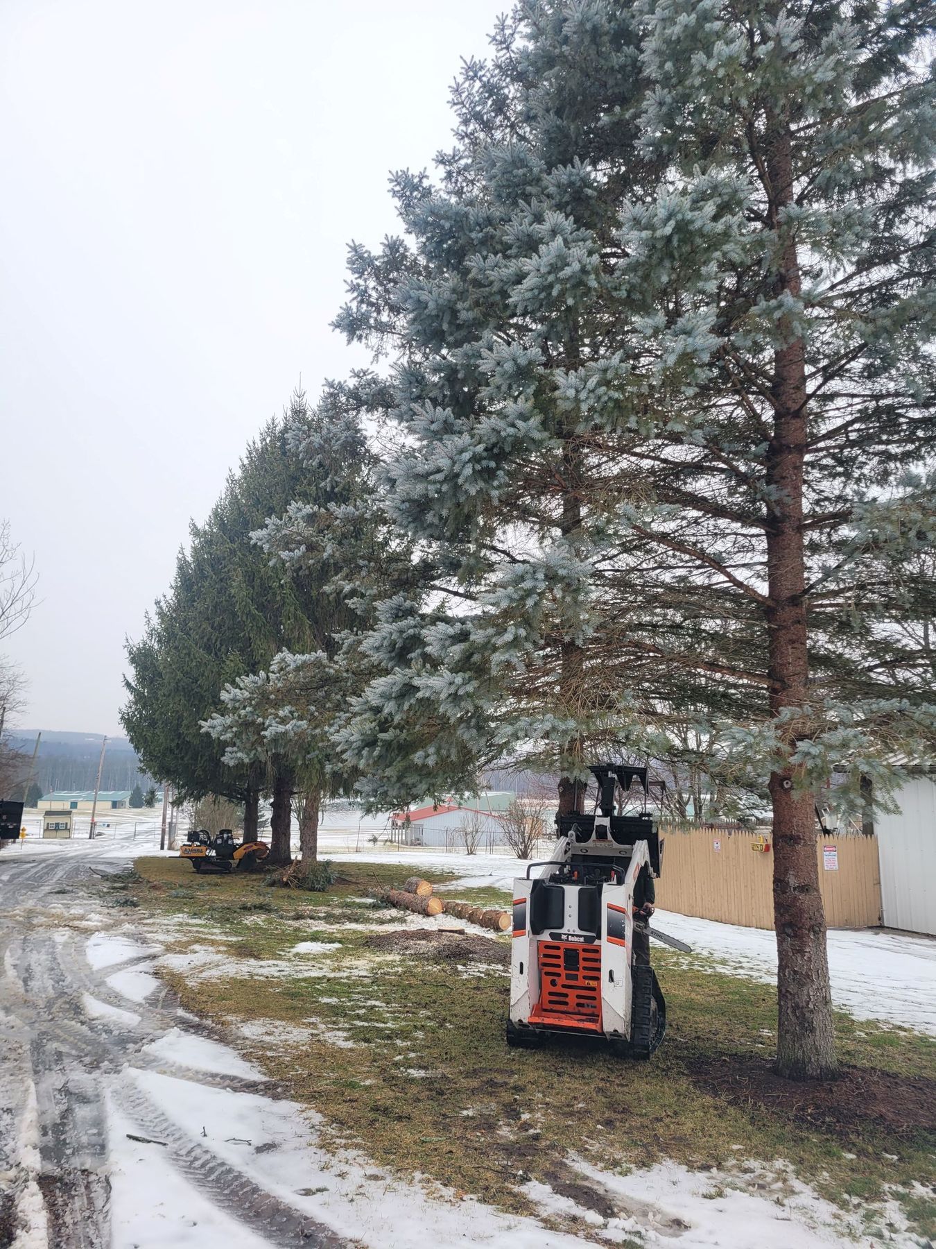 A white skid-steer loader sits in a snowy field next to a row of pine trees on a cloudy day.