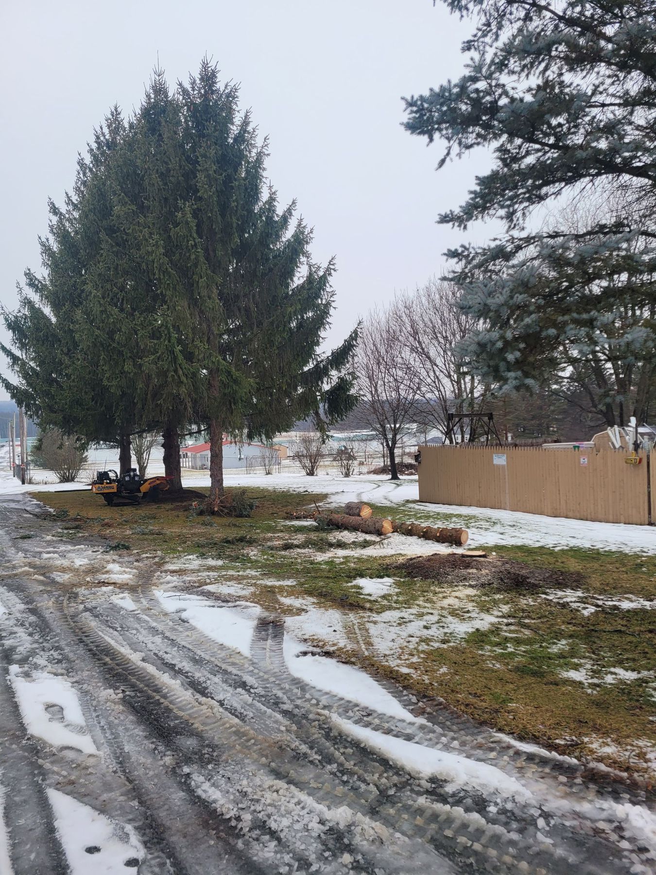A tall evergreen tree stands near a snow-covered yard with cut logs, a yellow tractor, and a tan fence in the background.