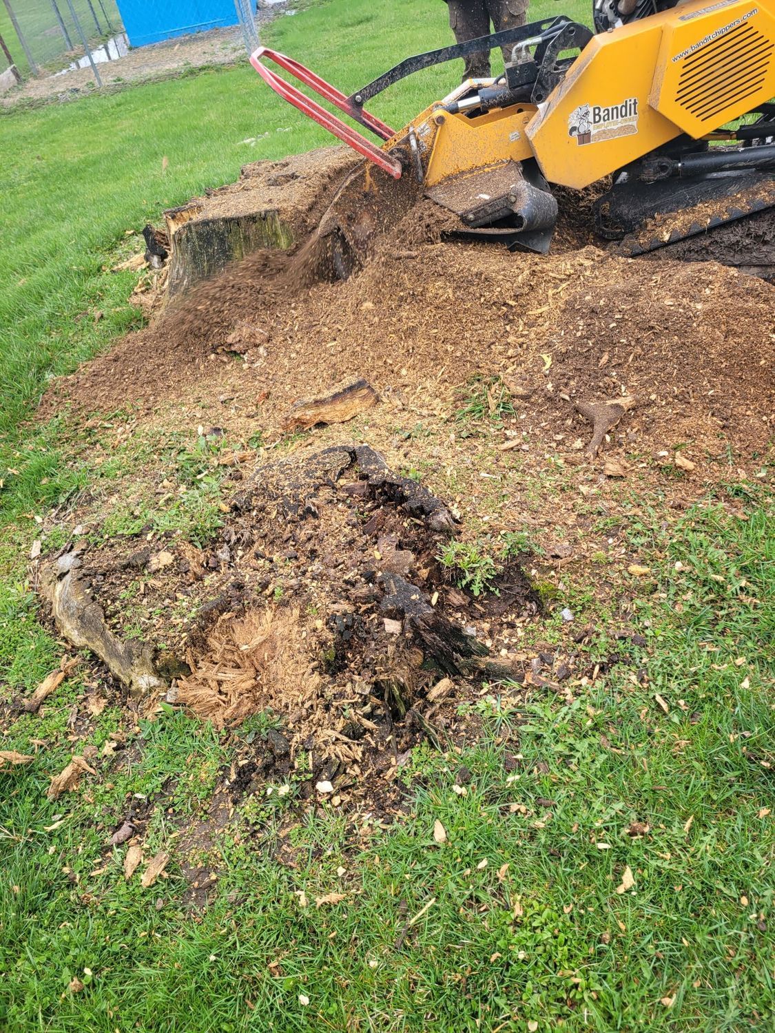 A yellow stump grinder machine cuts into a large tree stump, leaving a pile of wood chips on a grassy lawn.