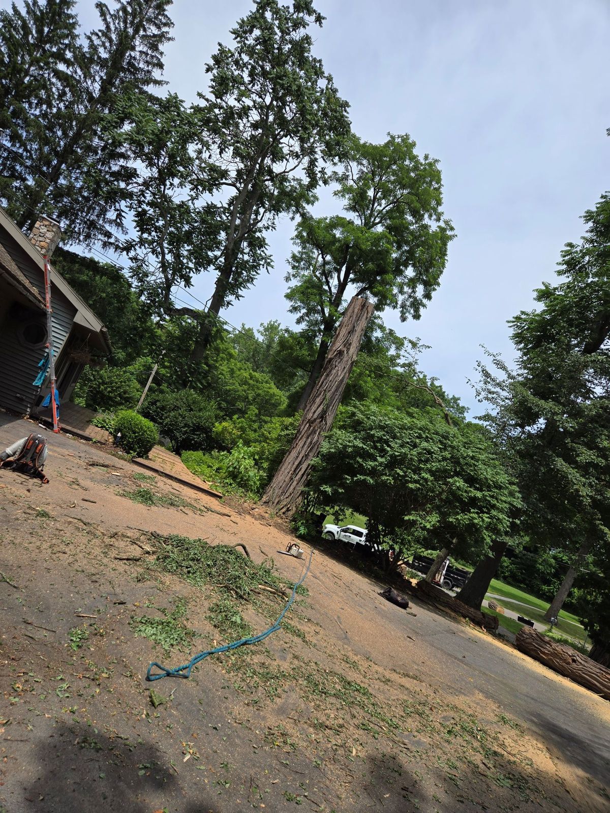 A tall, partially pruned tree stands in a yard next to a house, with debris and green clippings scattered on the ground.
