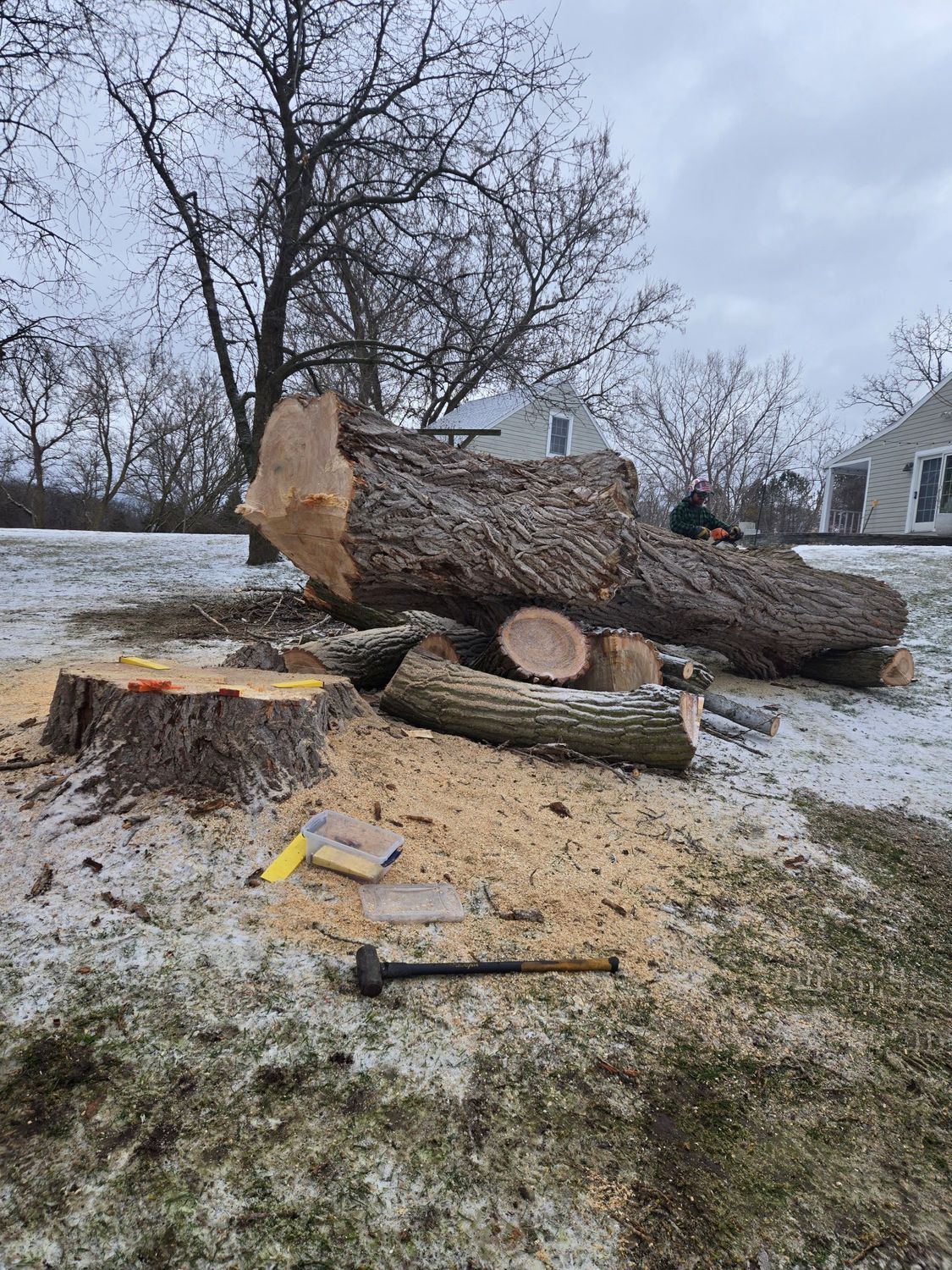 A freshly cut, massive tree trunk lies on snow-dusted ground next to its stump, with a mallet and debris in the foreground.
