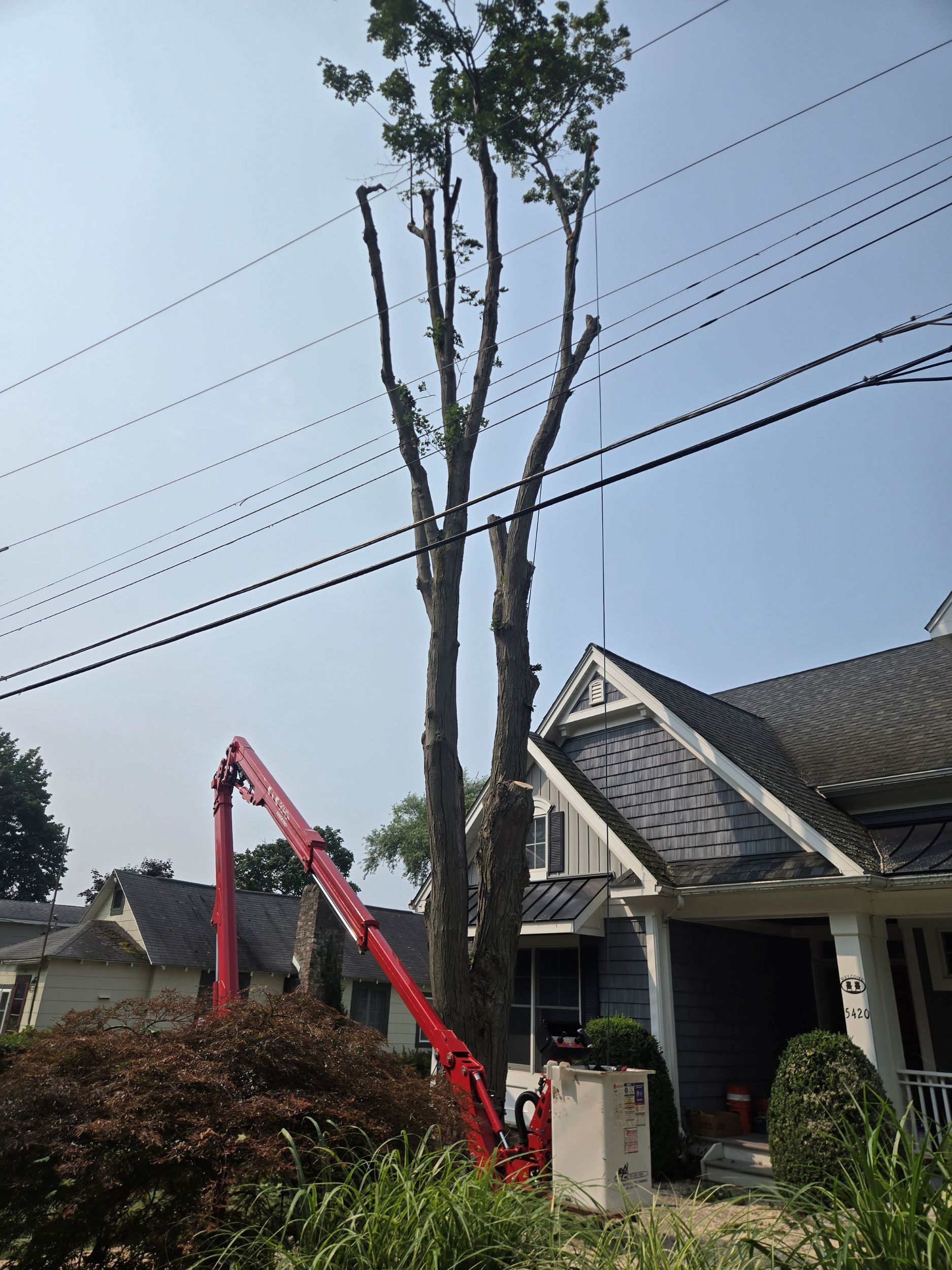 A red aerial lift is parked in a yard with a worker trimming the high branches of a tall tree near a house.