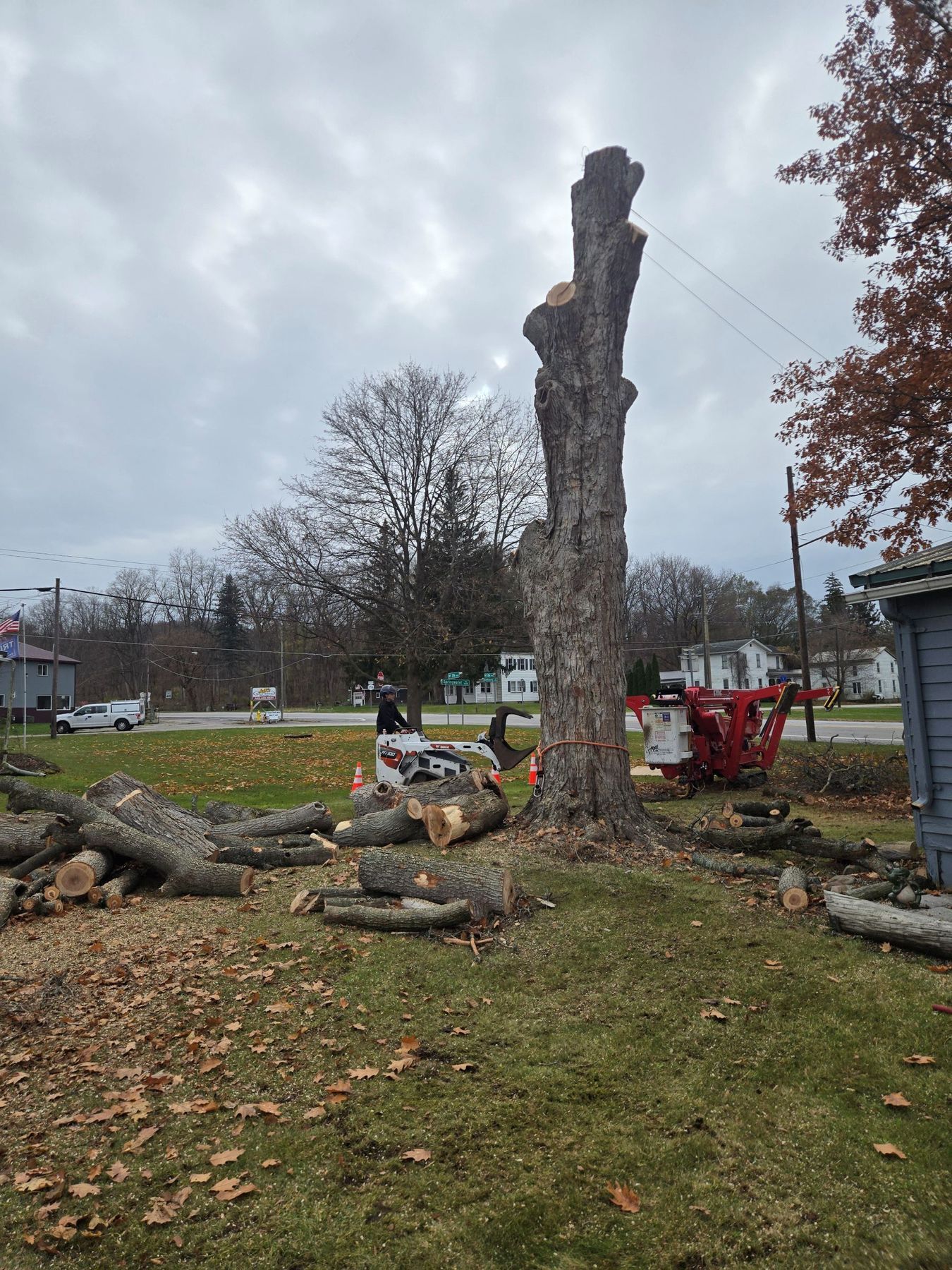 A tall tree trunk stands in a yard after partial removal, with a skid steer, wood debris, and a red lift nearby.