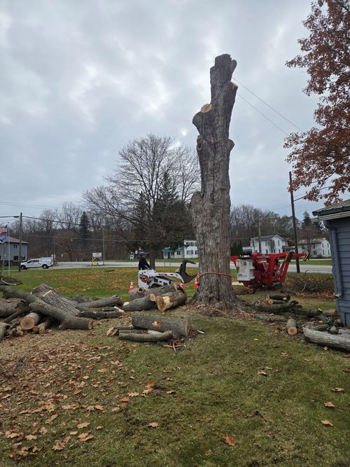 A tall tree trunk stands in a yard after partial removal, with a skid steer, wood debris, and a red lift nearby.