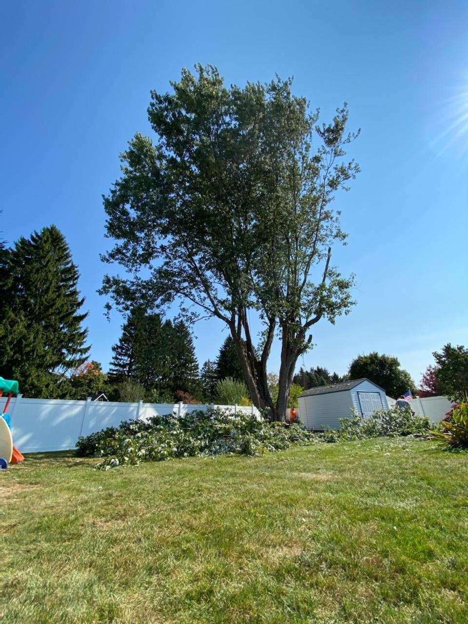 A large tree in a grassy backyard with a pile of trimmed branches lying on the ground near a white fence and shed.