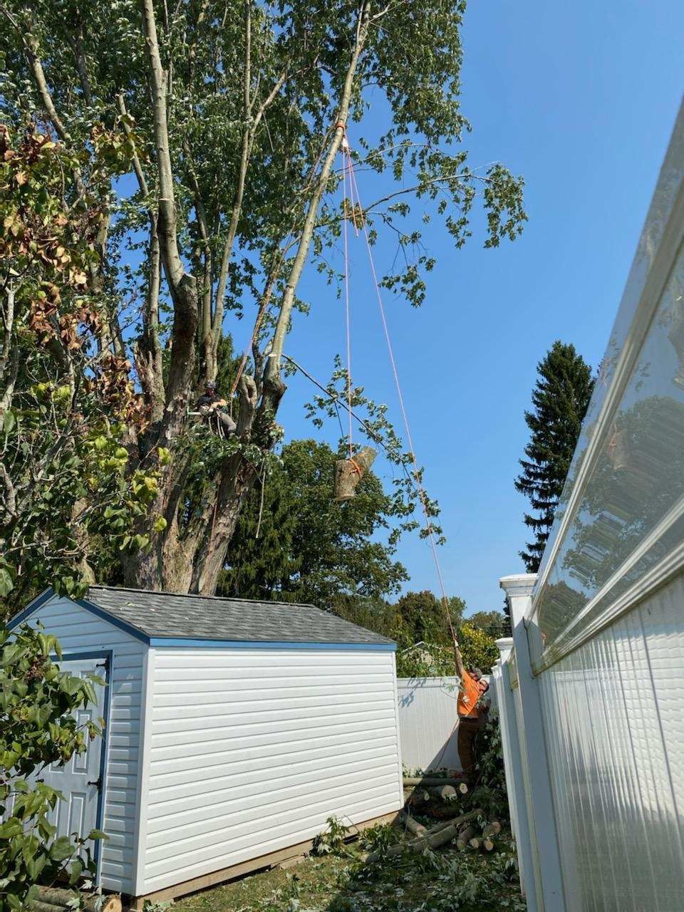 An arborist in a backyard uses a rope to lower a cut tree branch above a white shed.