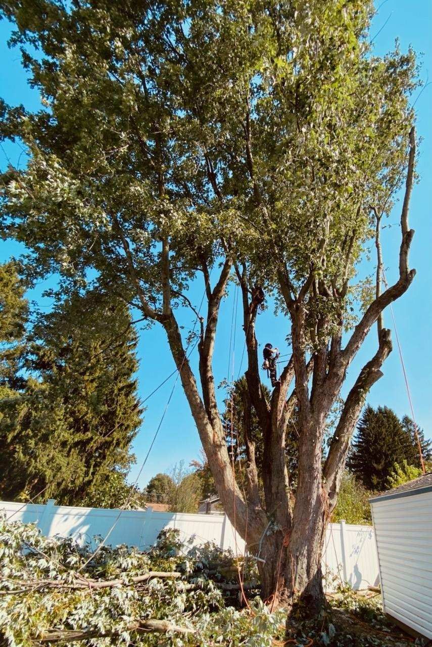 An arborist climbs a large, multi-trunked tree to prune branches, with foliage debris scattered on the ground below.