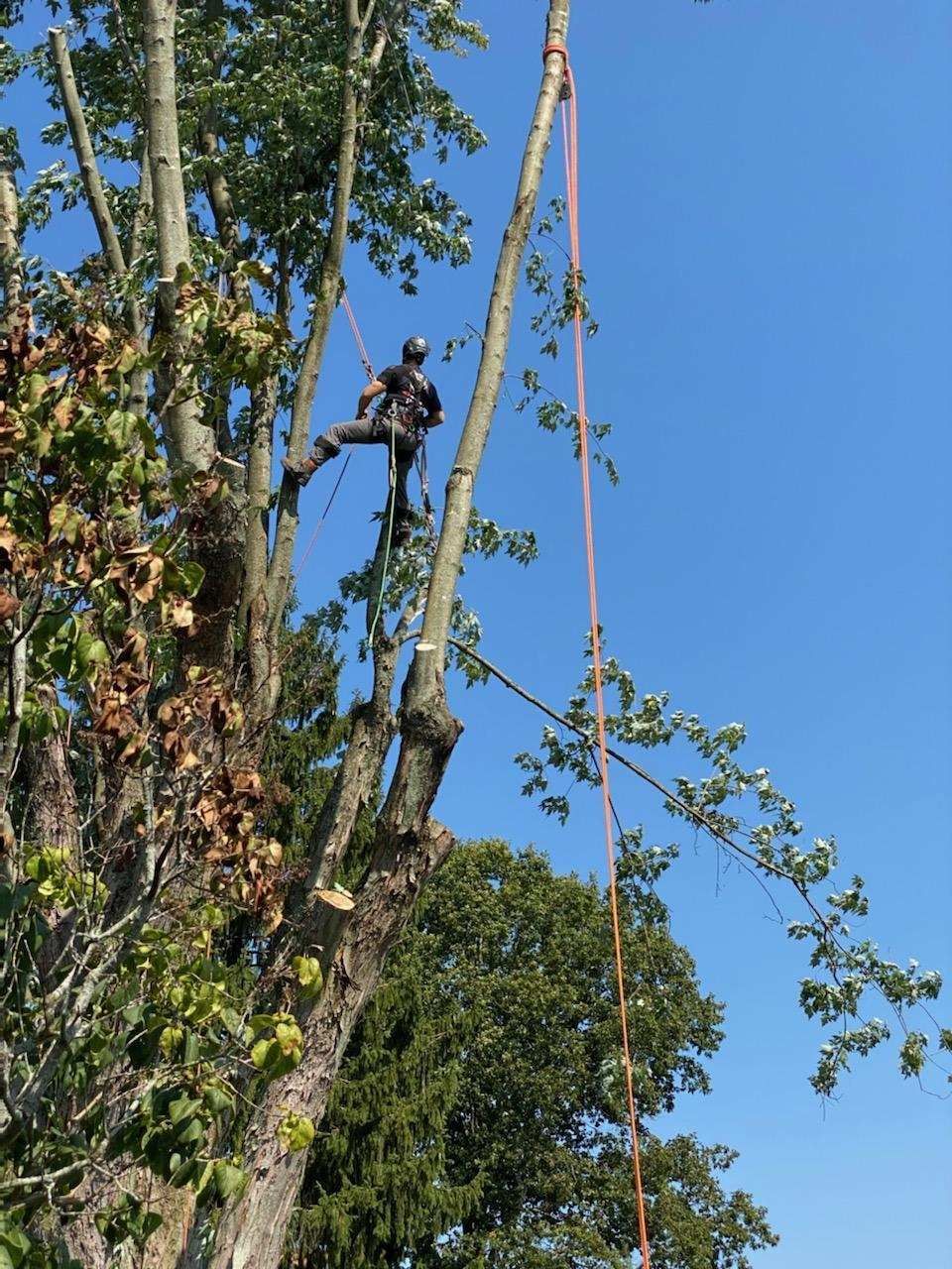 A climber wearing a safety harness and helmet works high in a tree, lowering a cut branch with a rope against a blue sky.