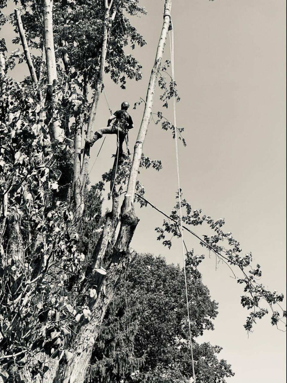 A tree trimmer working high in the canopy, tethered by ropes while cutting branches from a tall, thin tree.