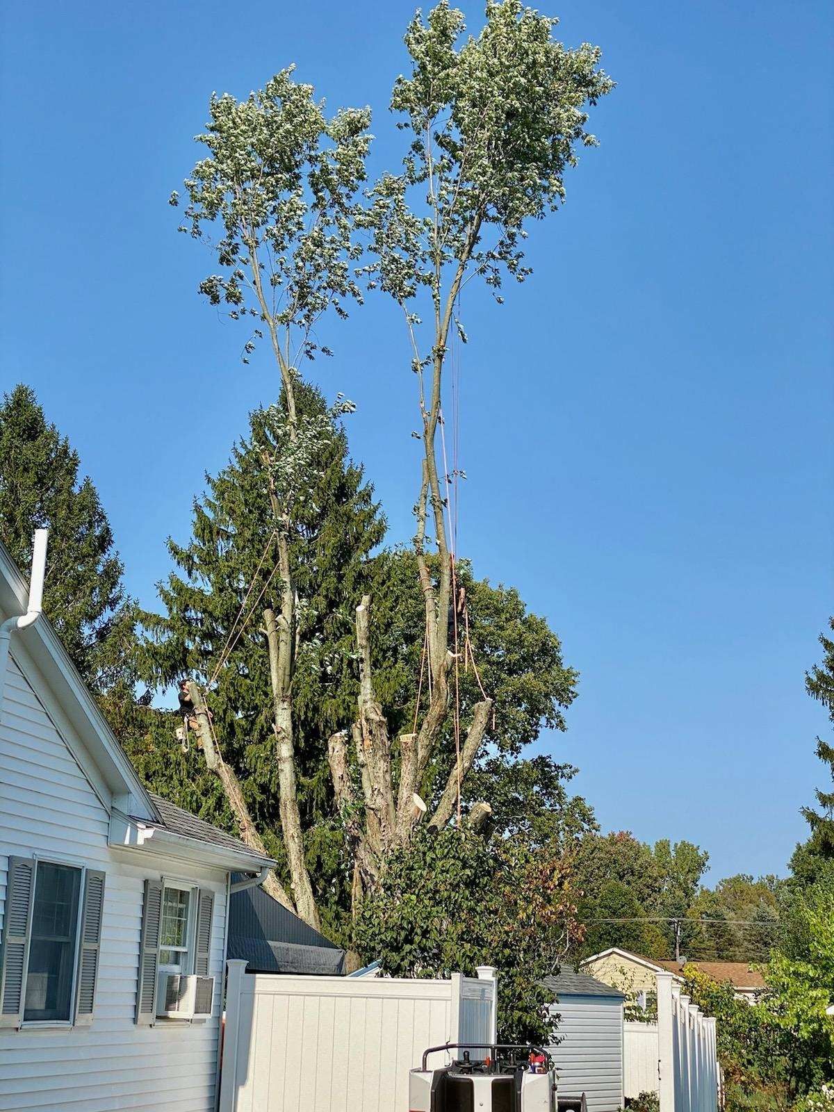A tall tree in a residential backyard has been severely topped, leaving only a few sparse branches at the very top.