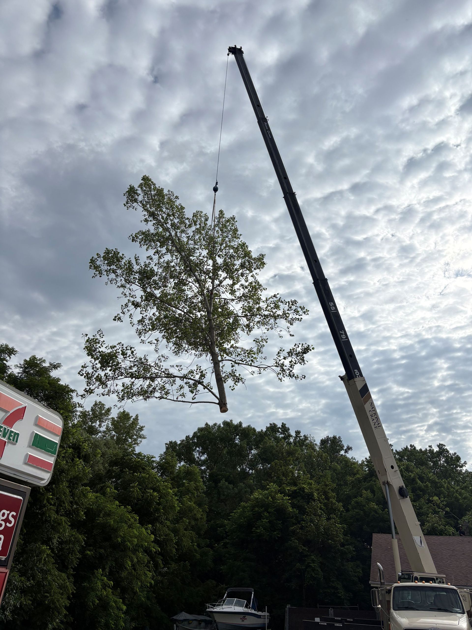 A crane lifts a large tree into the air against a cloudy sky near a 7-Eleven sign.