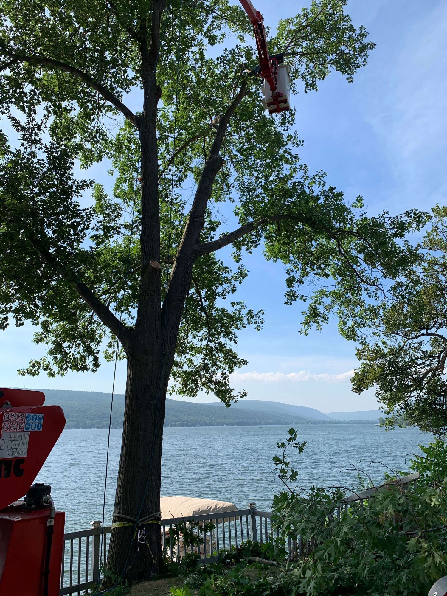 A red crane bucket is elevated in a large tree along a lake, with mountains in the background.
