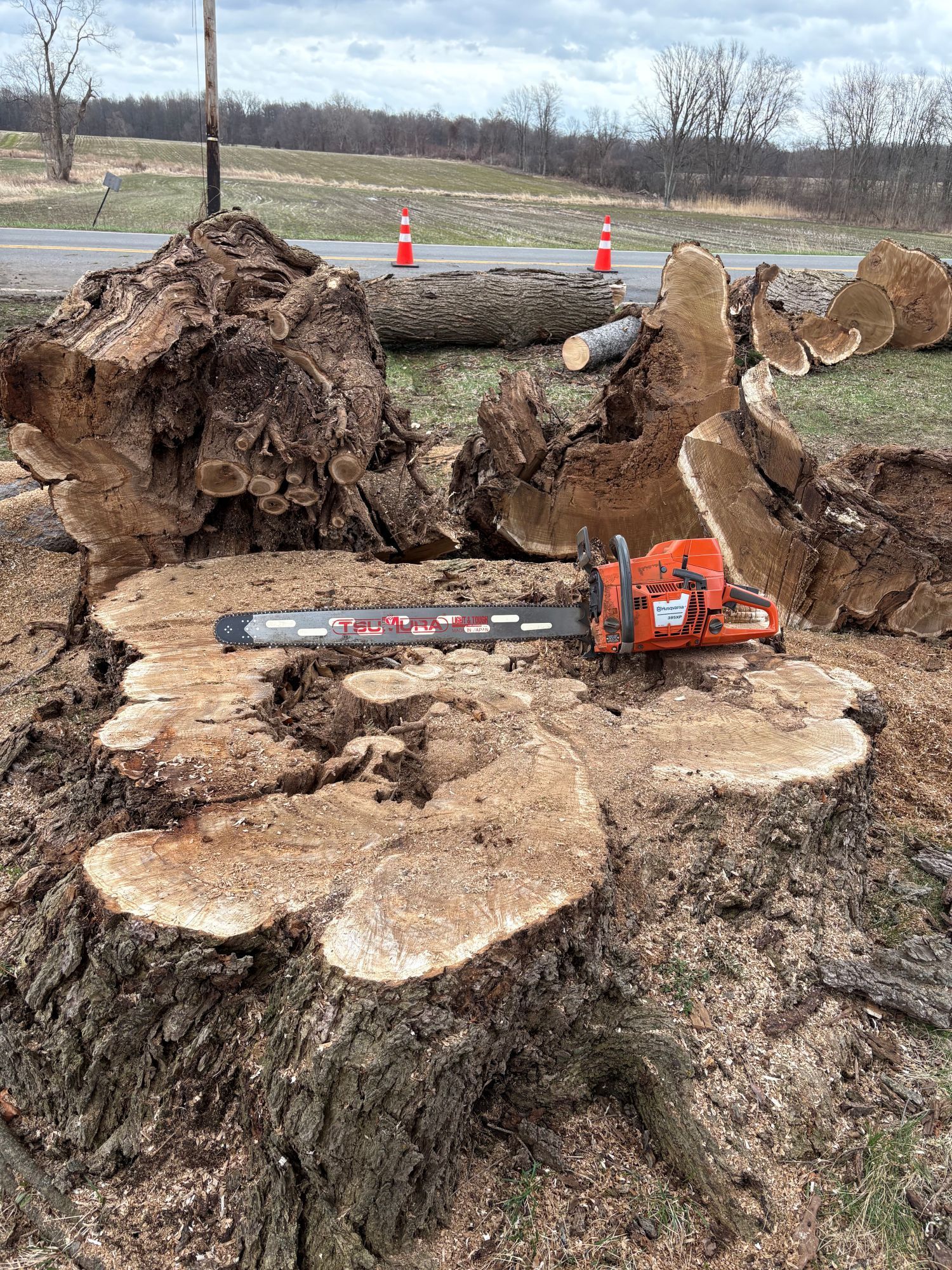 An orange chainsaw rests on a large, freshly cut tree stump, with trunk sections and orange traffic cones in the background.