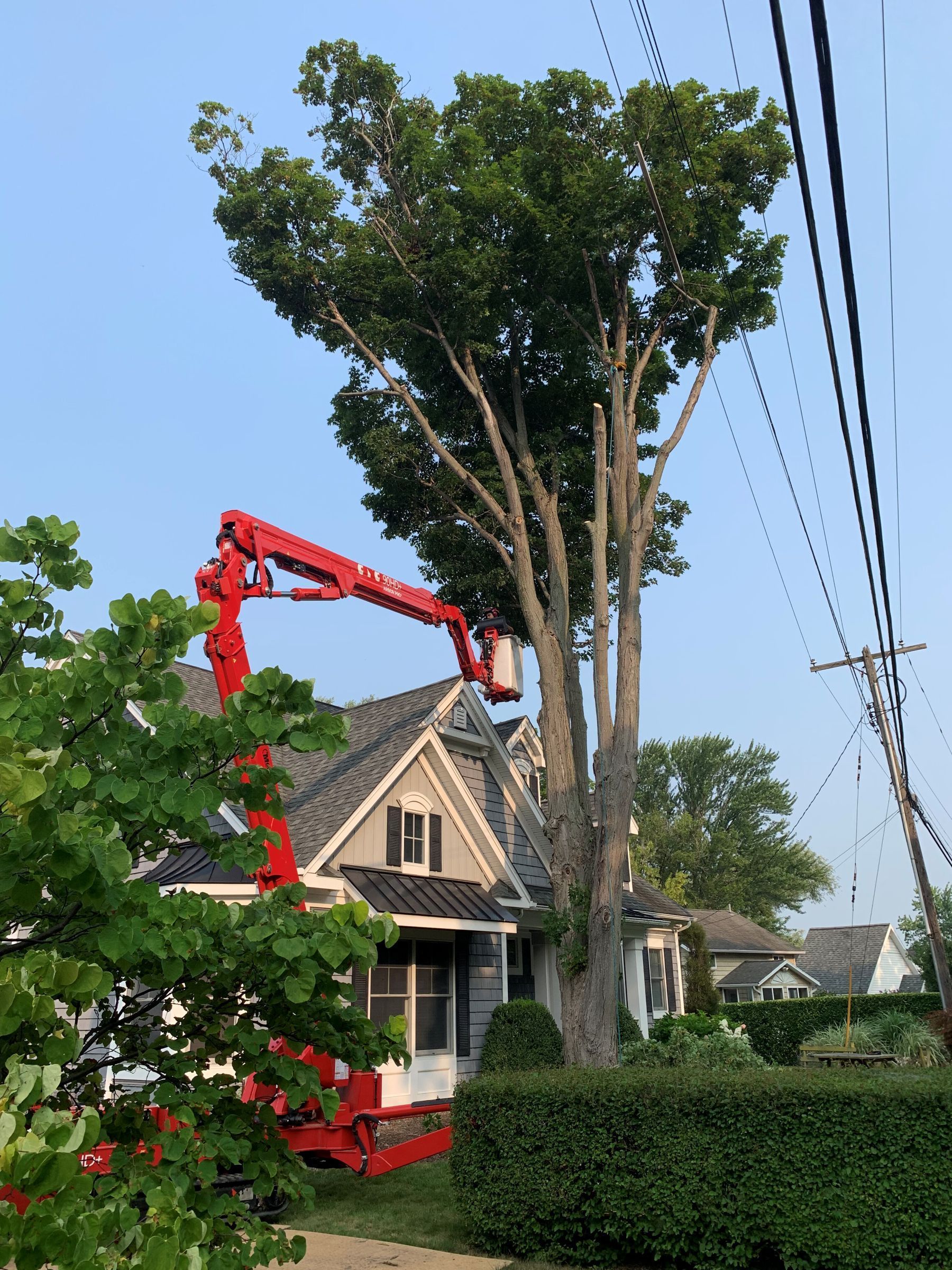 A red cherry picker crane lifts a worker in a basket to trim a tall tree next to a house near power lines.