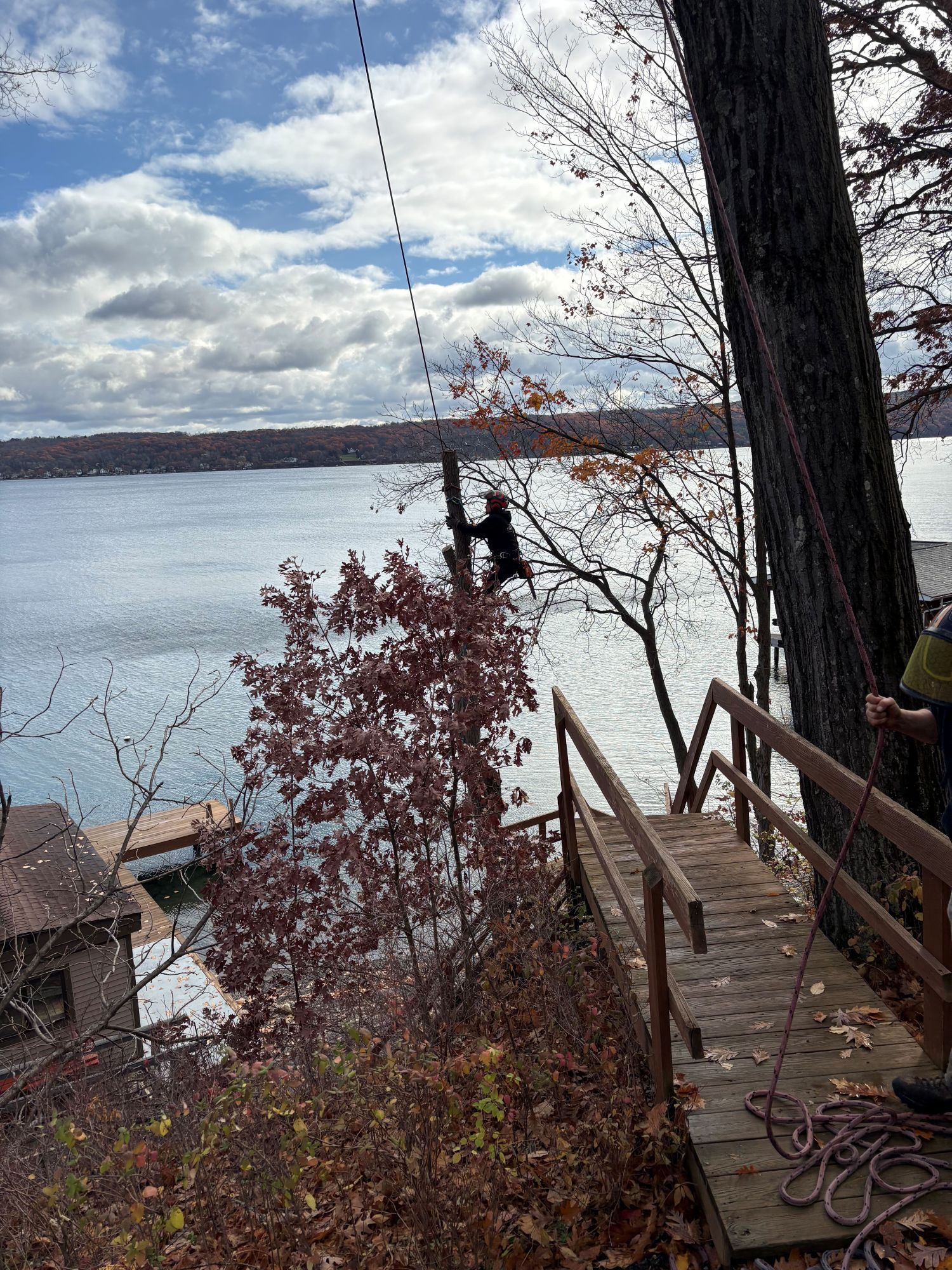A person climbs a thin tree near a wooden walkway overlooking a lake under a cloudy sky.