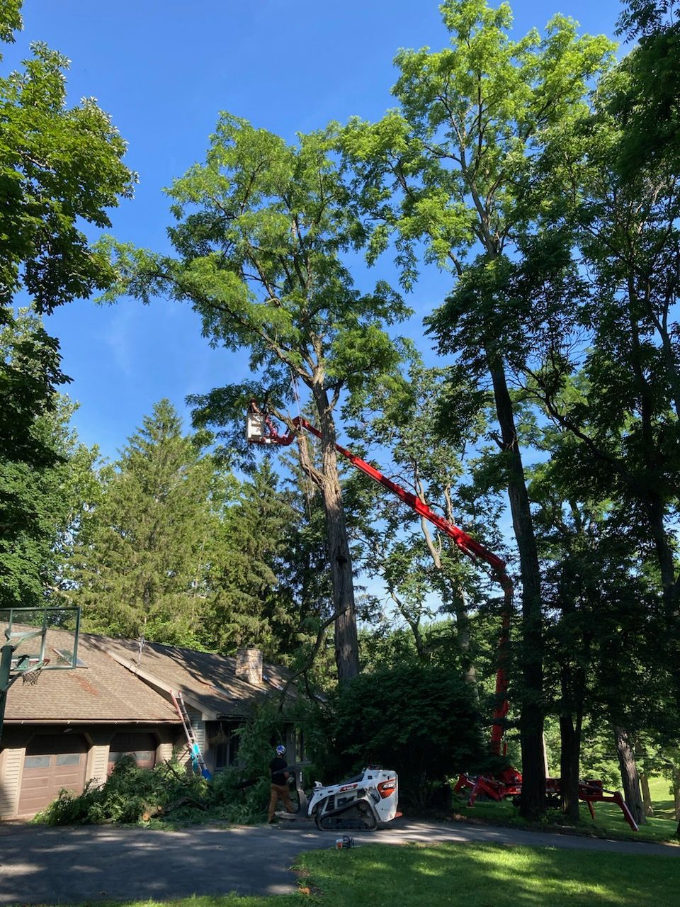 A red cherry picker lift raises a worker into the canopy of a tall tree for trimming near a residential house.