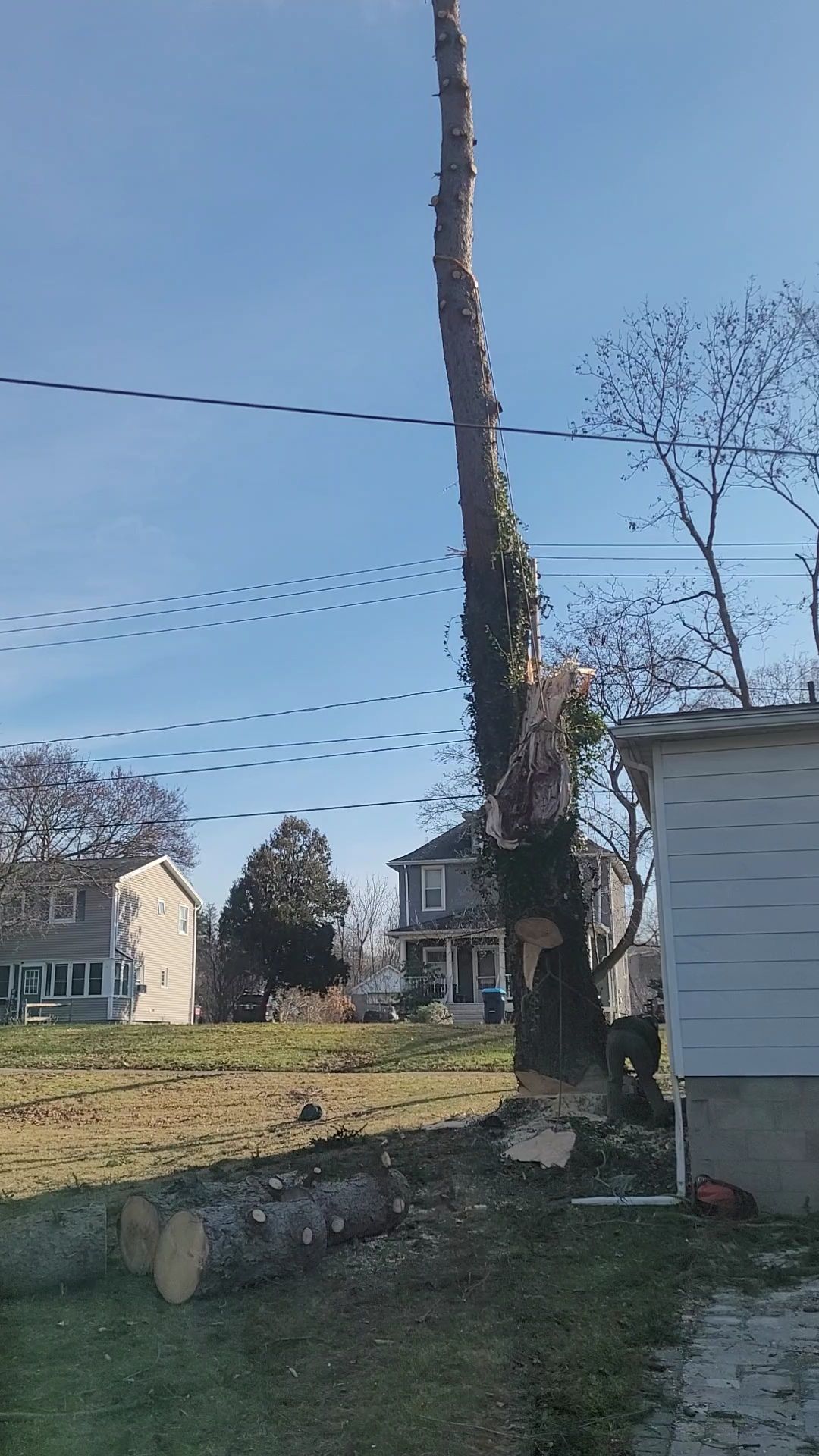 A partially cut, tall tree stands in a residential yard near power lines, with sections of its trunk lying on the grass.