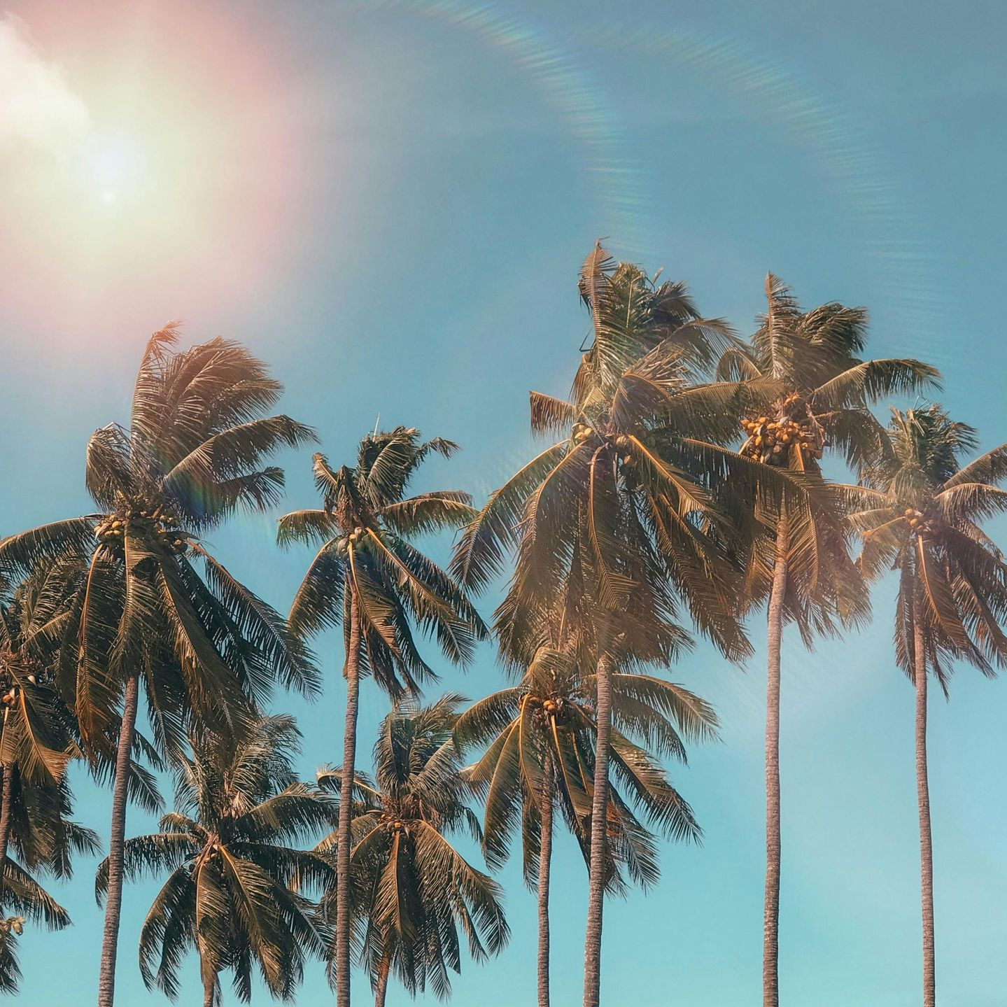 Palm trees against a bright blue sky, sun shining in the top left corner.