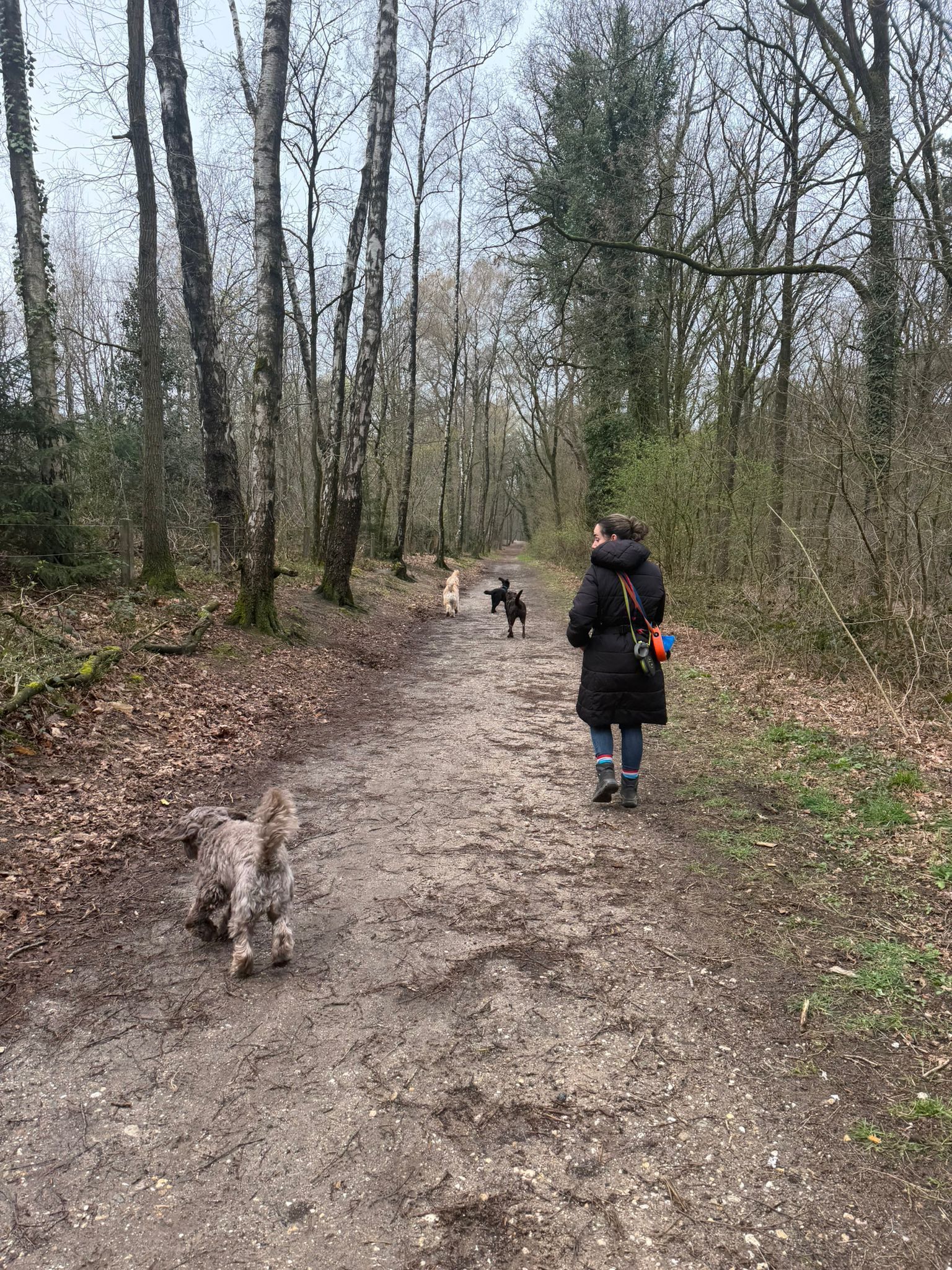 Wandelen in het bos met 4 honden