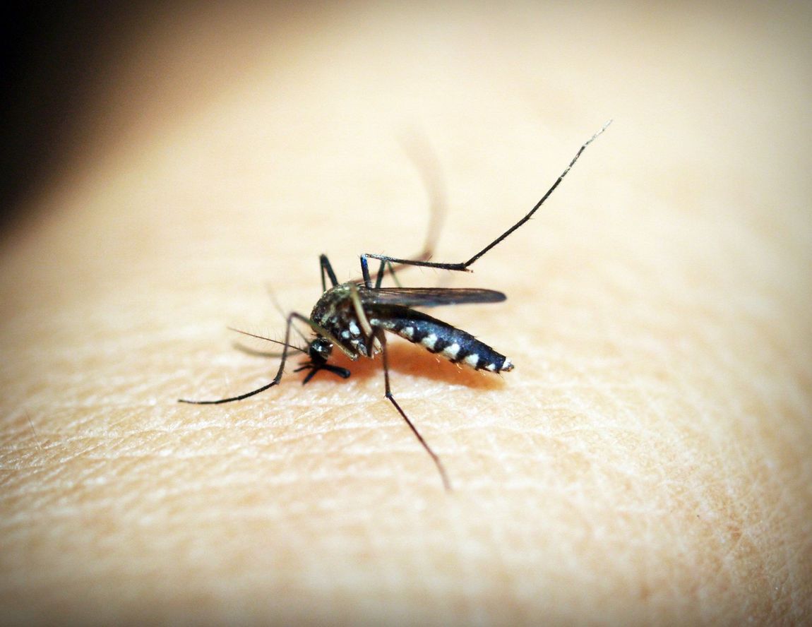 Mosquito control service