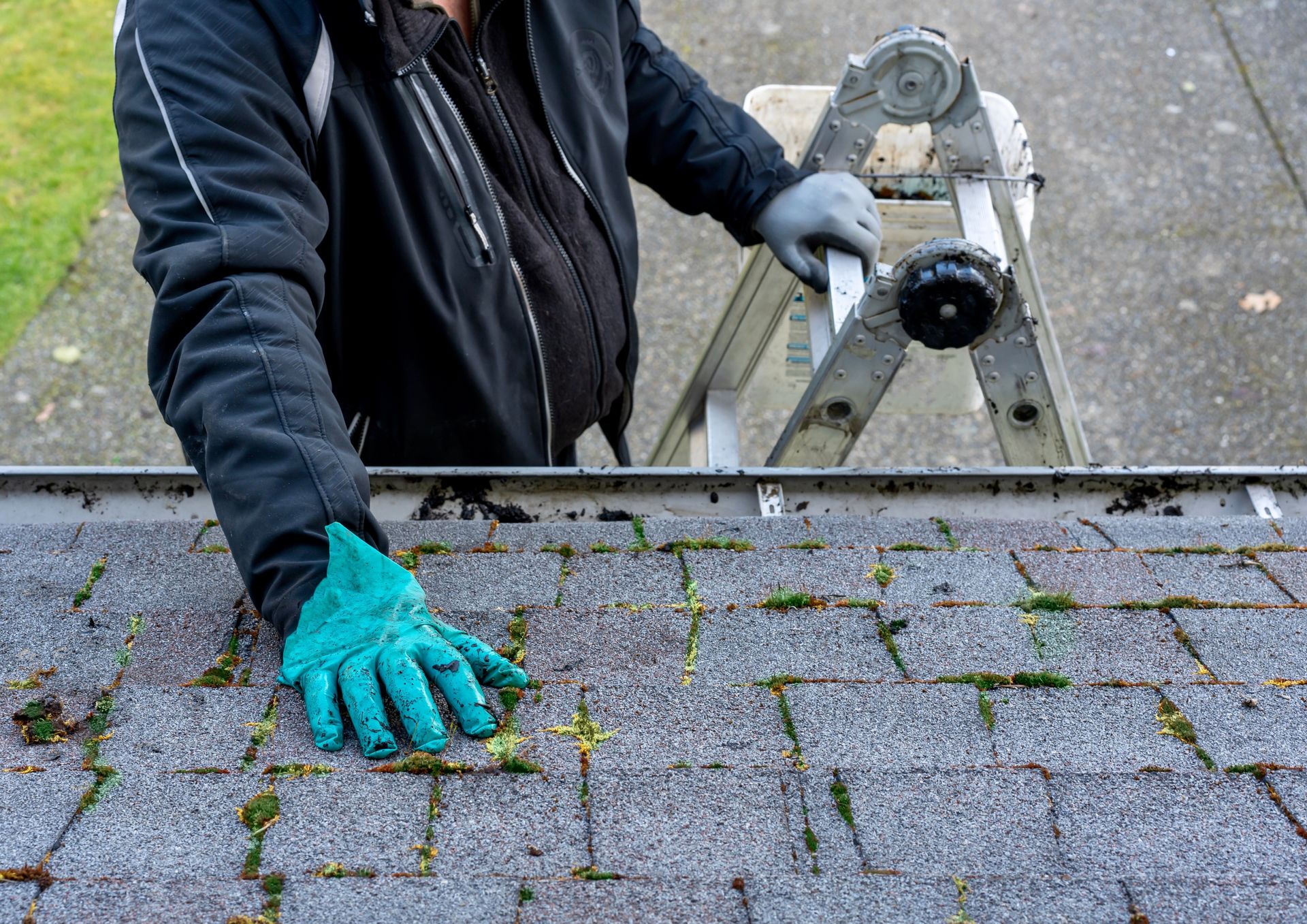 Person in blue gloves cleaning a mossy roof gutter from a ladder.