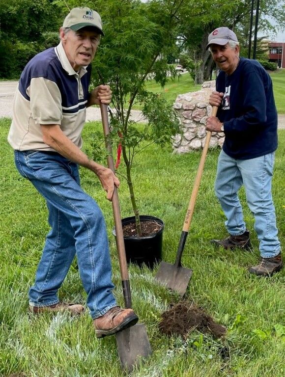 Two people planting a young tree in a grassy yard with shovels and a black bucket.