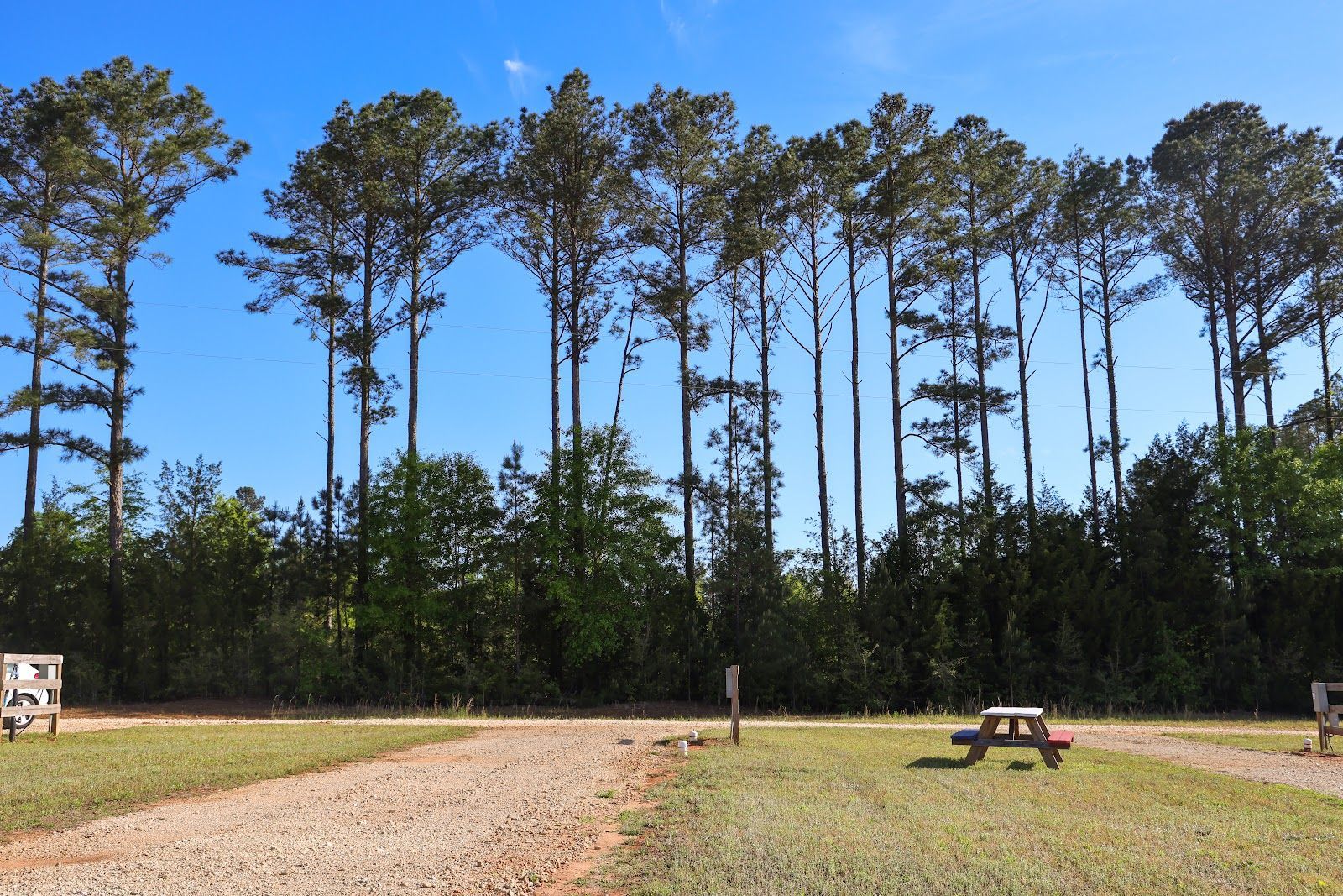 Sunny campsite with gravel path, picnic table, and tall pine trees under a blue sky