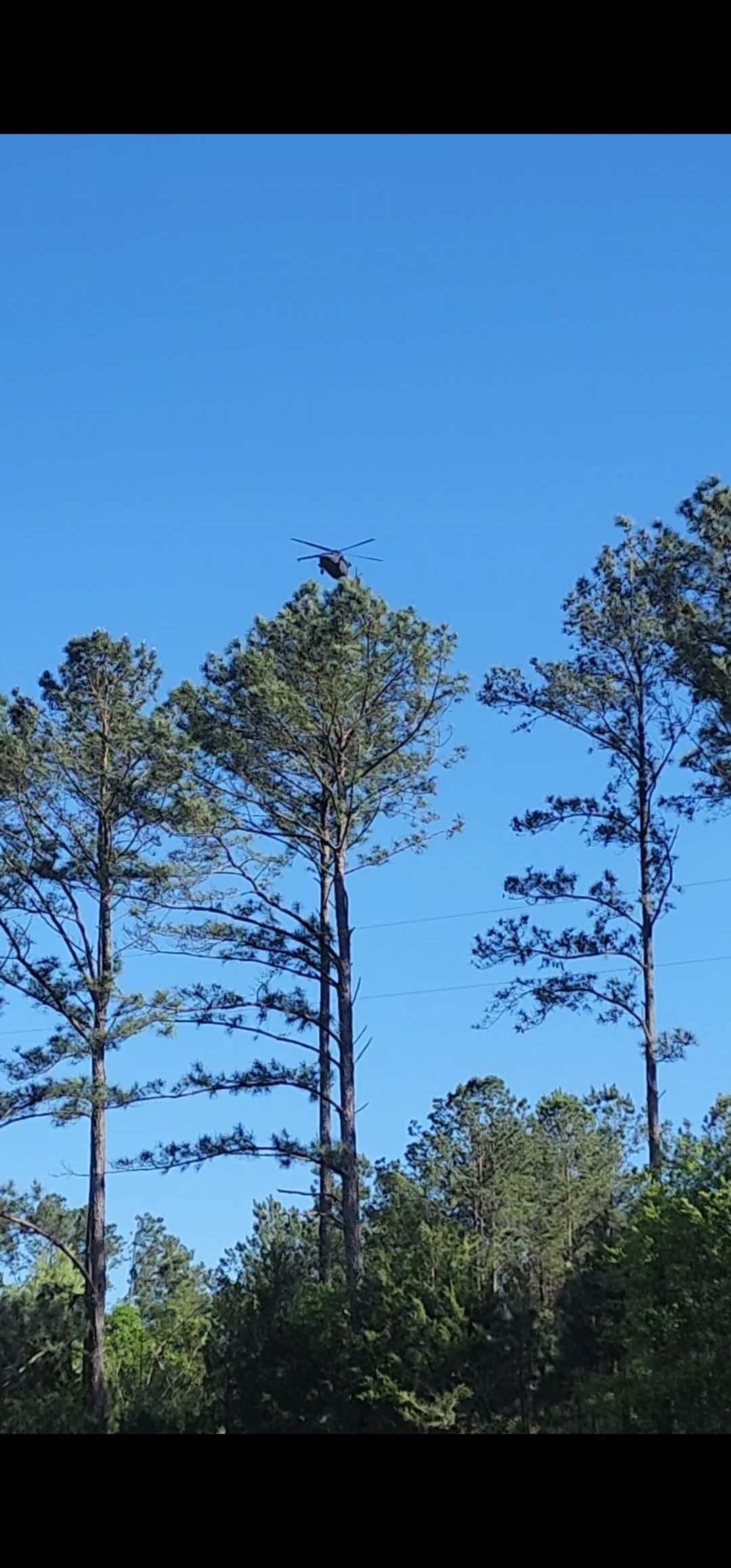 Tall pine trees silhouetted against a clear blue sky above a green forest edge