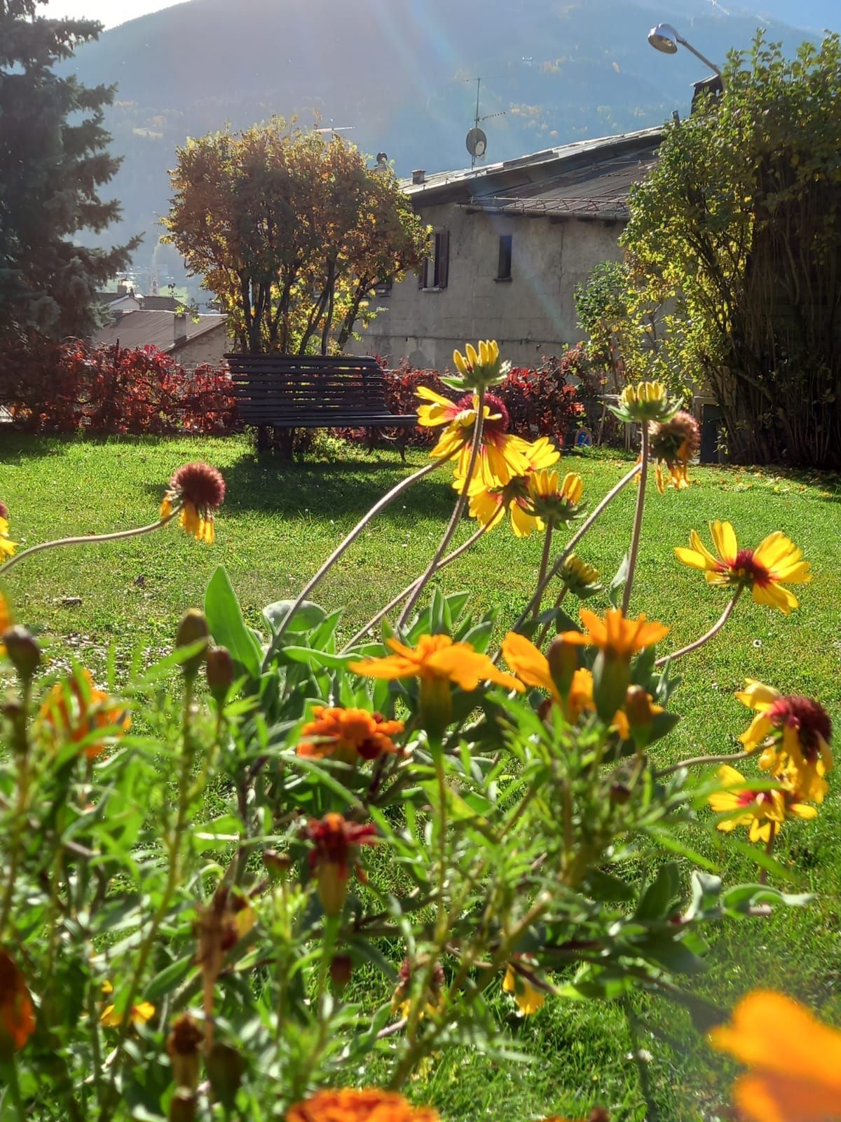 Un campo di fiori con una panchina sullo sfondo