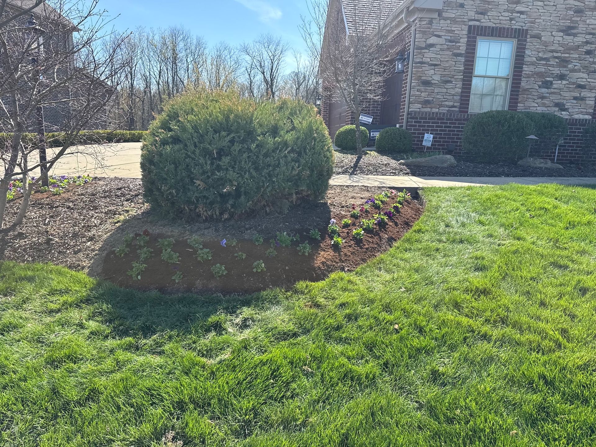 Landscaped front yard with a trimmed shrub, mulch bed, and green grass beside a brick house.