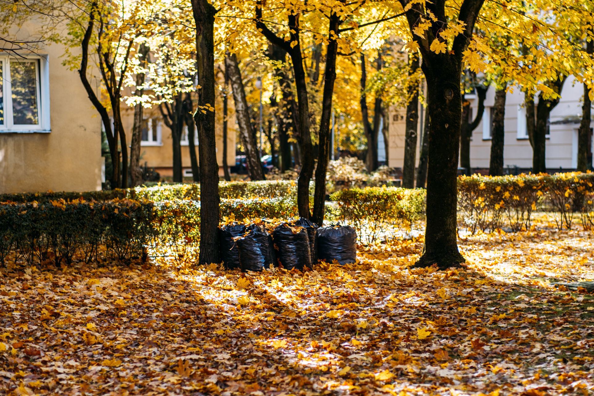 Autumn park with golden leaves, trees, and a pile of black bags beside a building