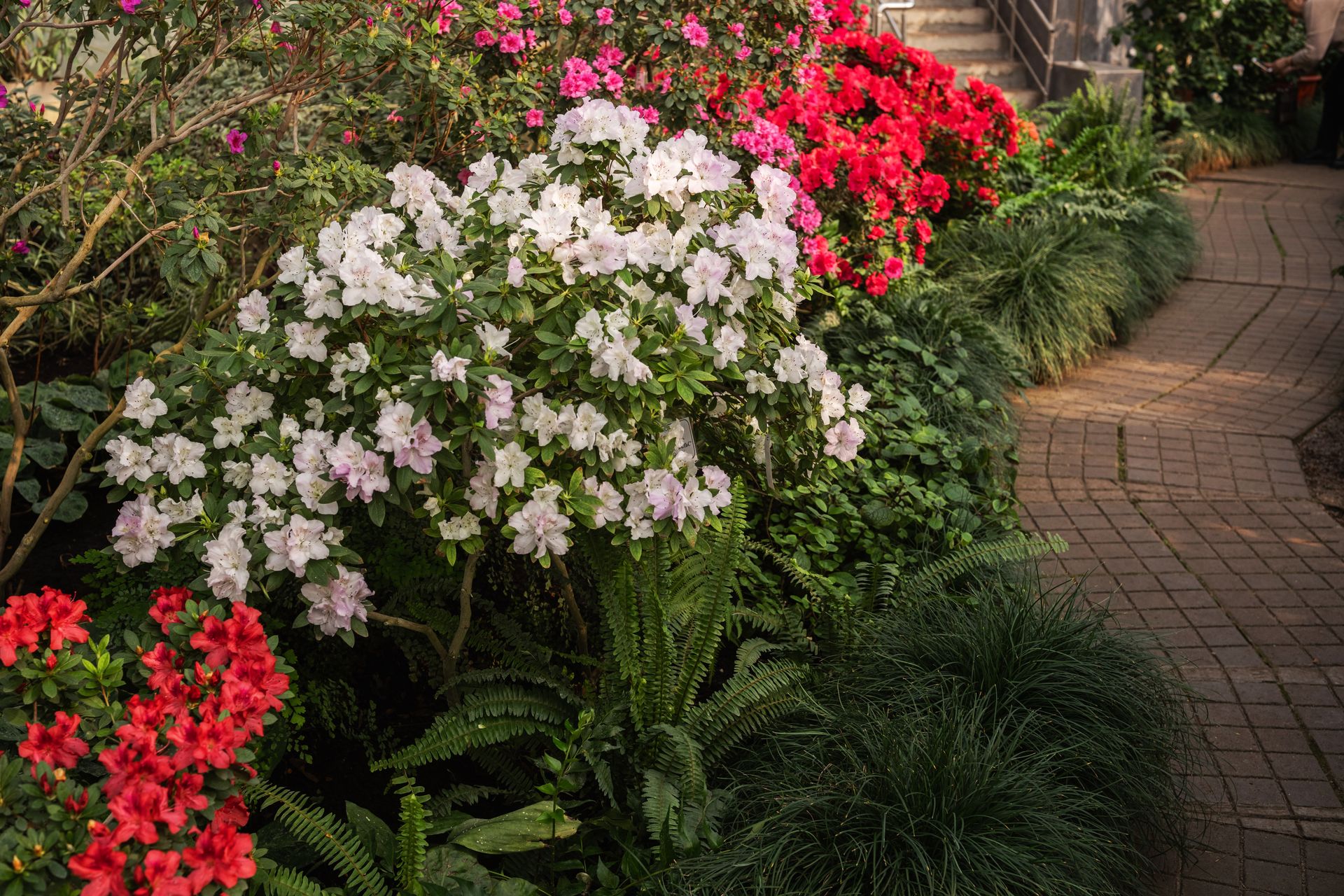 Colorful flowers blooming beside a brick pathway in a garden