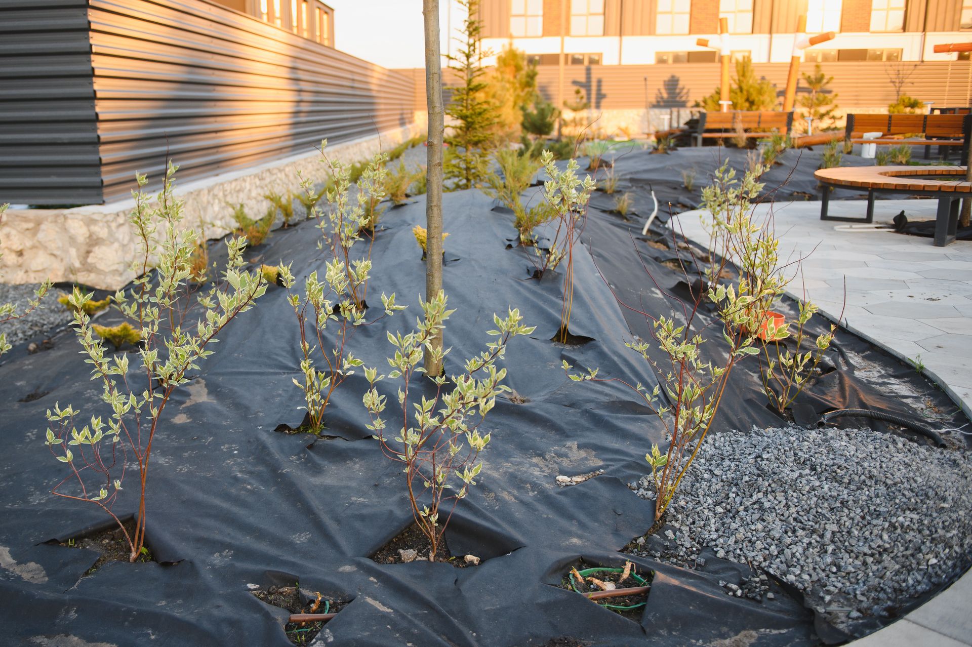 Young plants in a mulched garden bed covered with black weed barrier beside a building and gravel path
