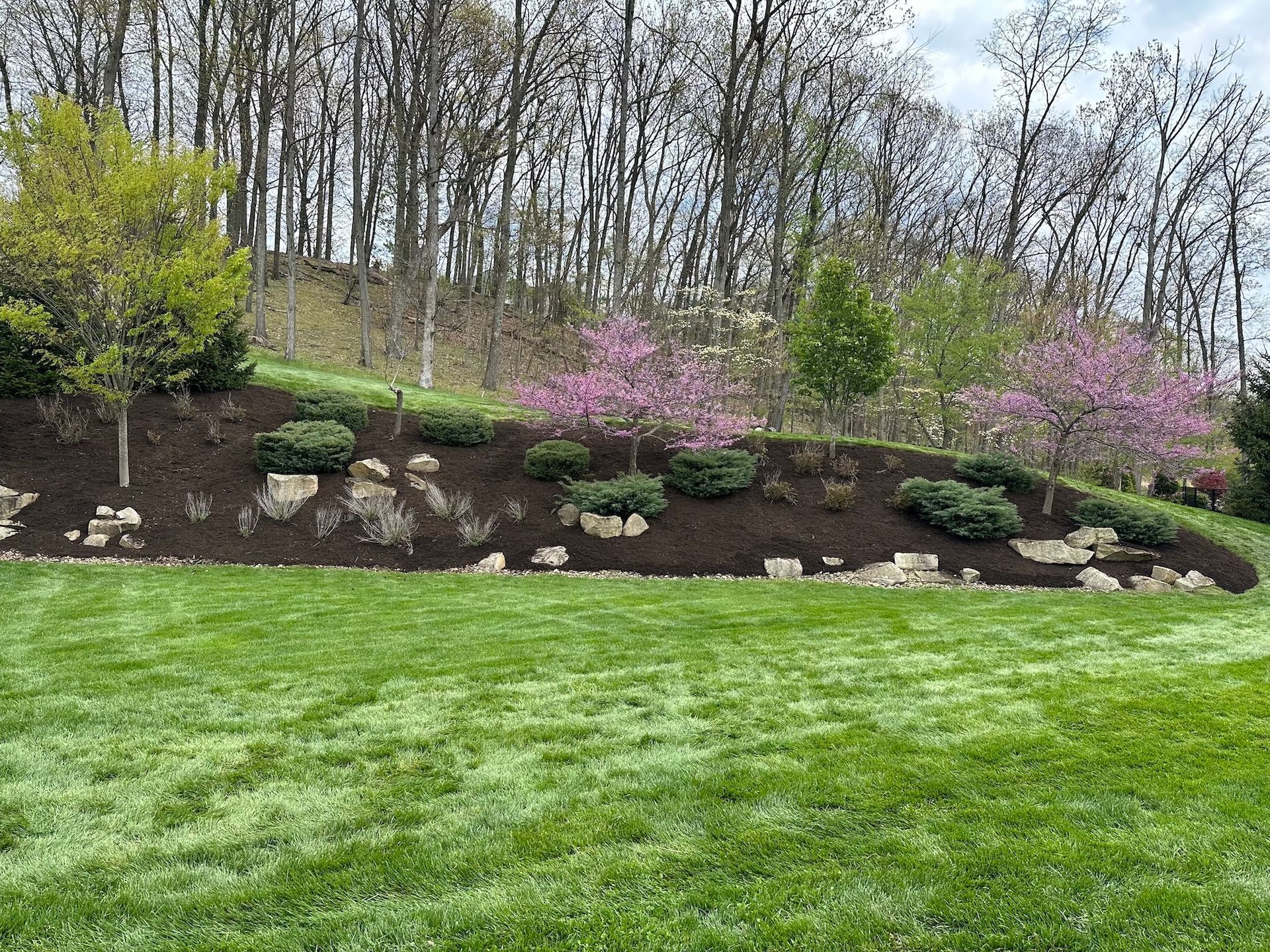 Grassy lawn with landscaped flower bed and blooming pink shrubs in front of leafless trees