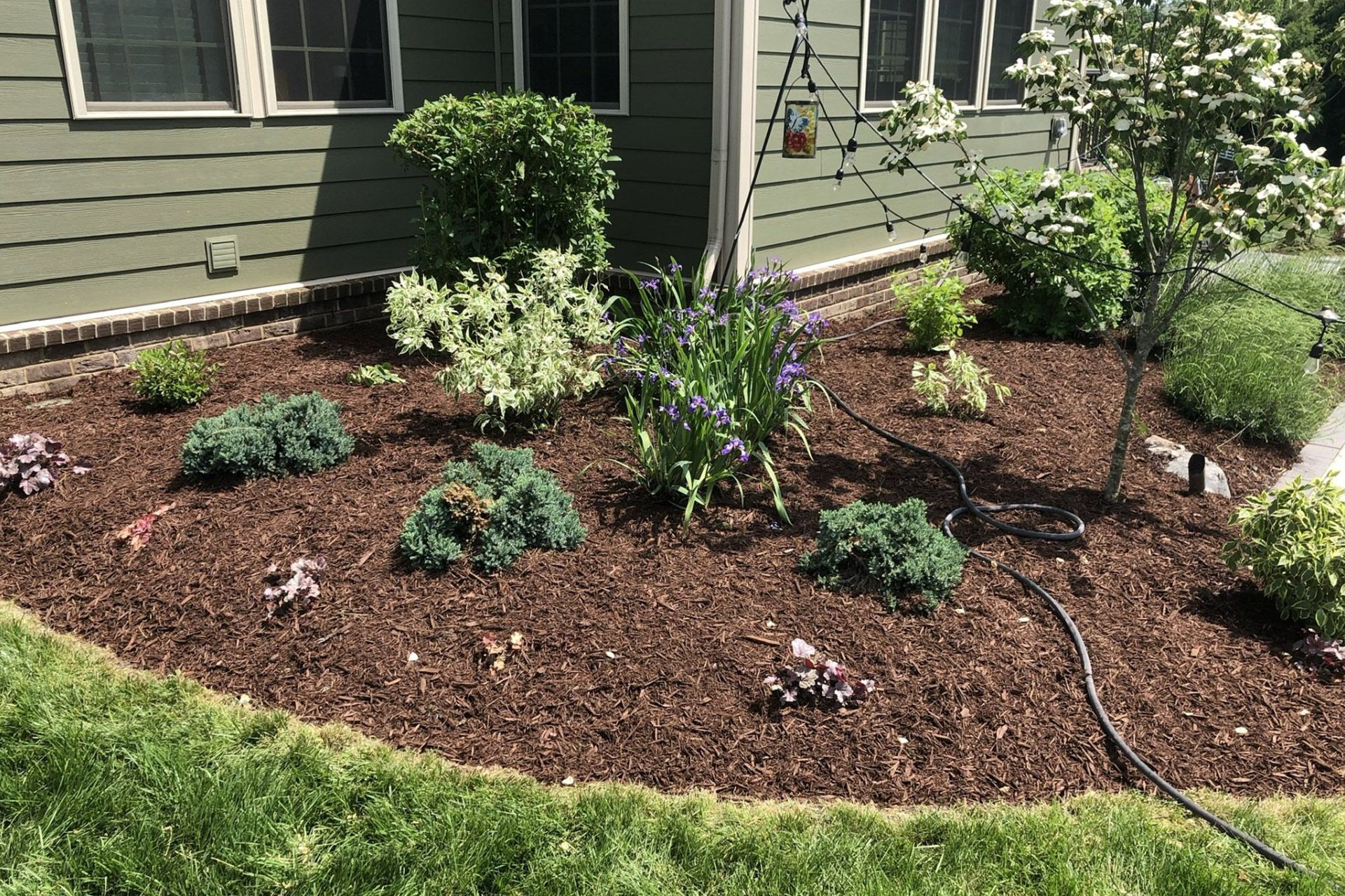 Freshly planted front yard garden with mulch, shrubs, and small flowering plants by a house exterior