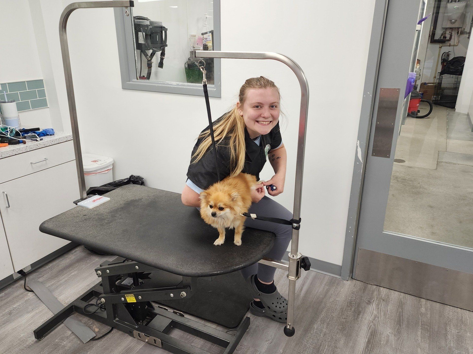 Dog Grooming Expert Holly Springs