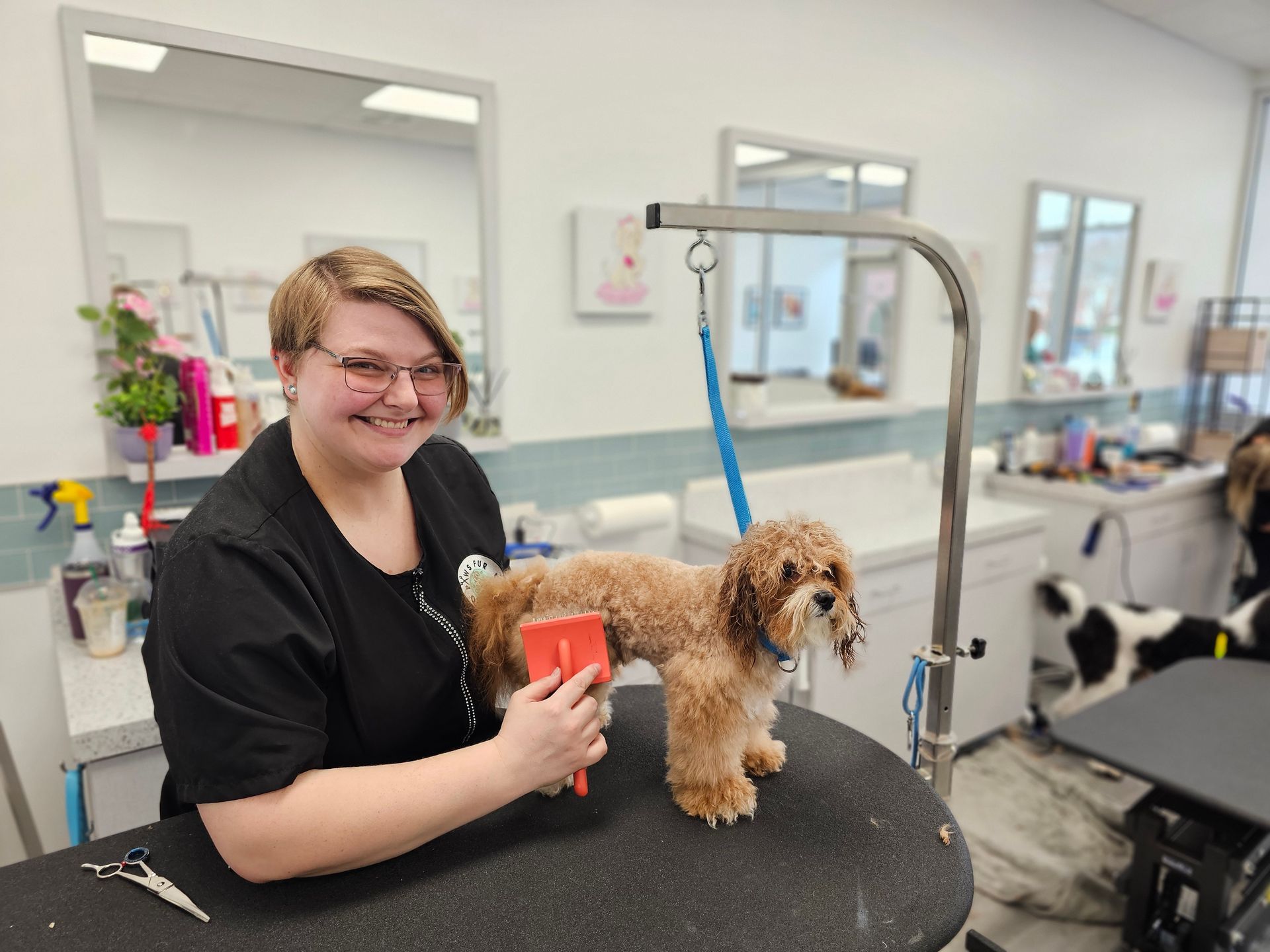 Dog Grooming Expert Holly Springs