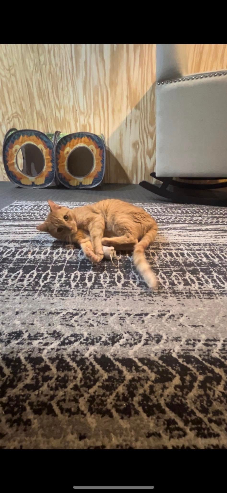Orange cat lying on a patterned rug near a wooden wall, looking towards the camera.