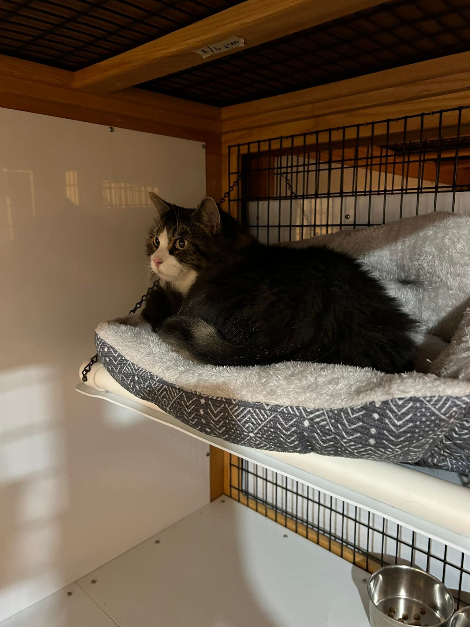 Cat resting on a bed in a cage, looking to the left. It has black and white fur.
