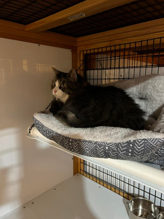 Fluffy cat with grey and white fur lies on a jute mat, looking upwards; small side table with plant in background.