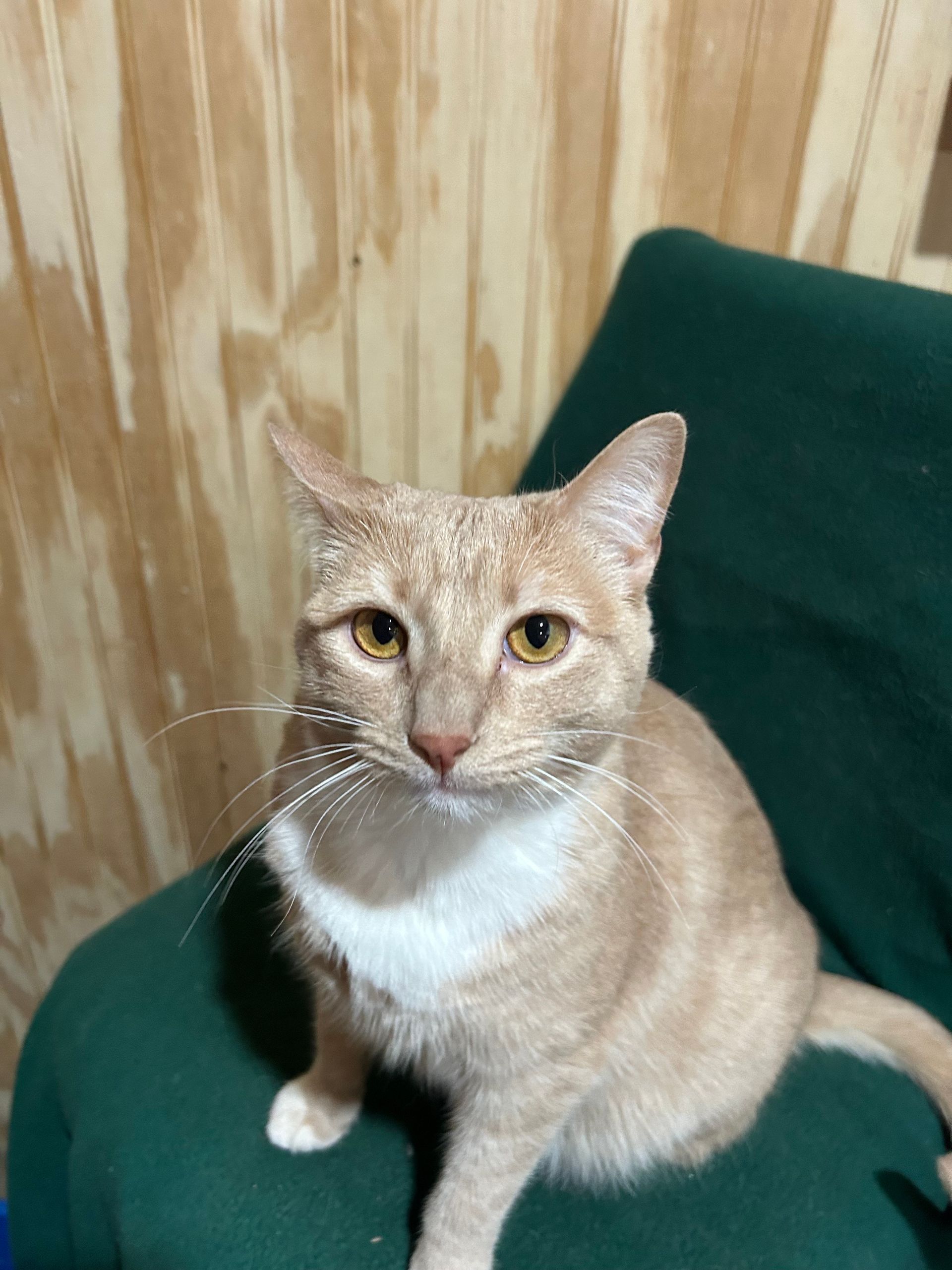 Tan cat with white bib and yellow eyes sits on a green chair, wooden panel background.