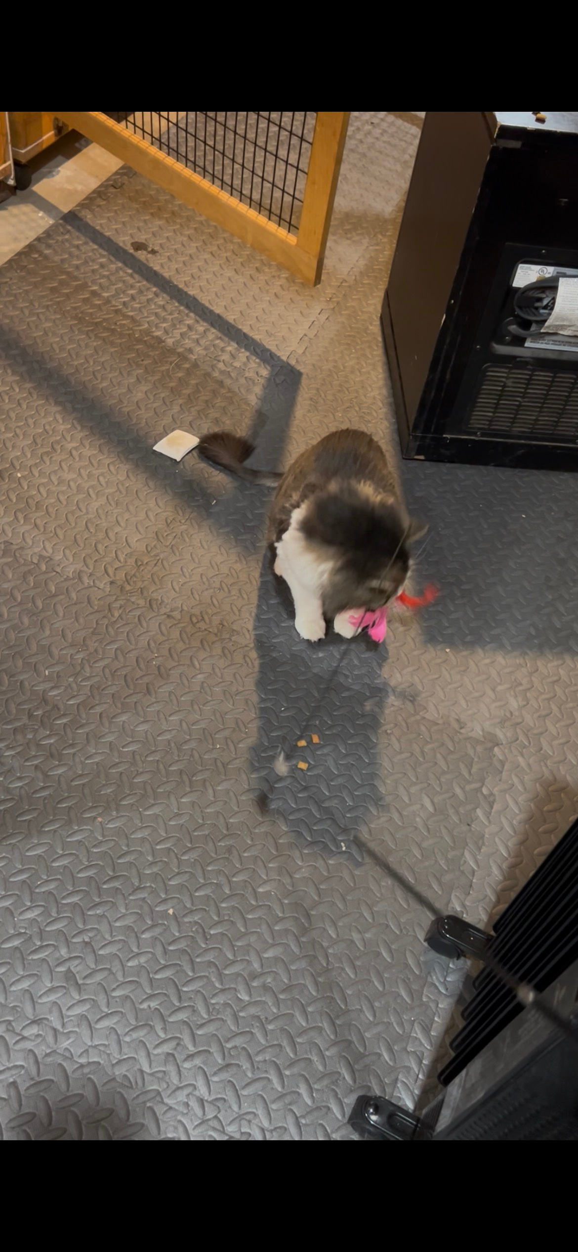 Cat with a pink toy, on a gray floor. Black and yellow structure in background.